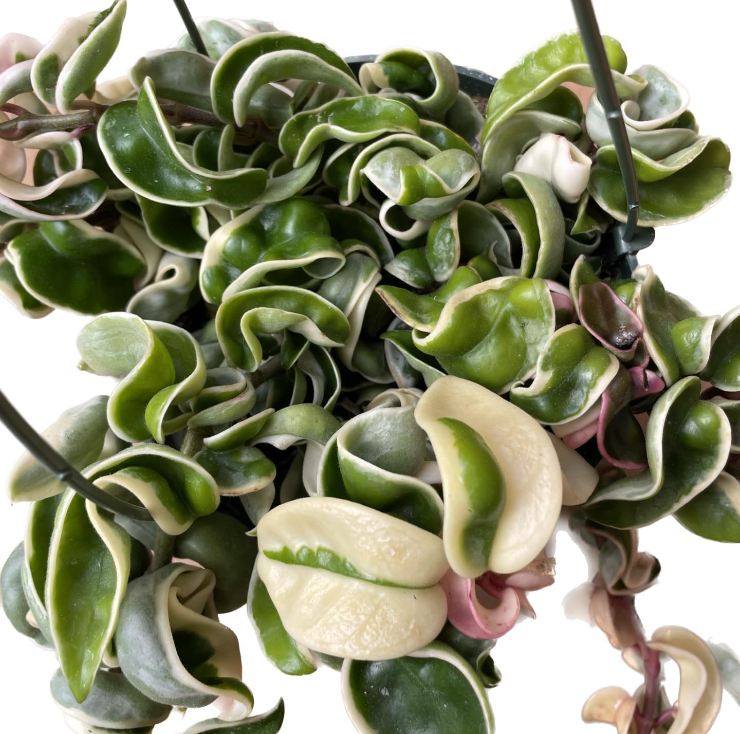 Variegated Hoya Compacta aka Hoya Hindu Rope Variegated Available in 2", 4", and 6" Pot Live Hoya Plant Prime Plants California (2 Small Plants/Stems, 4" Pot)