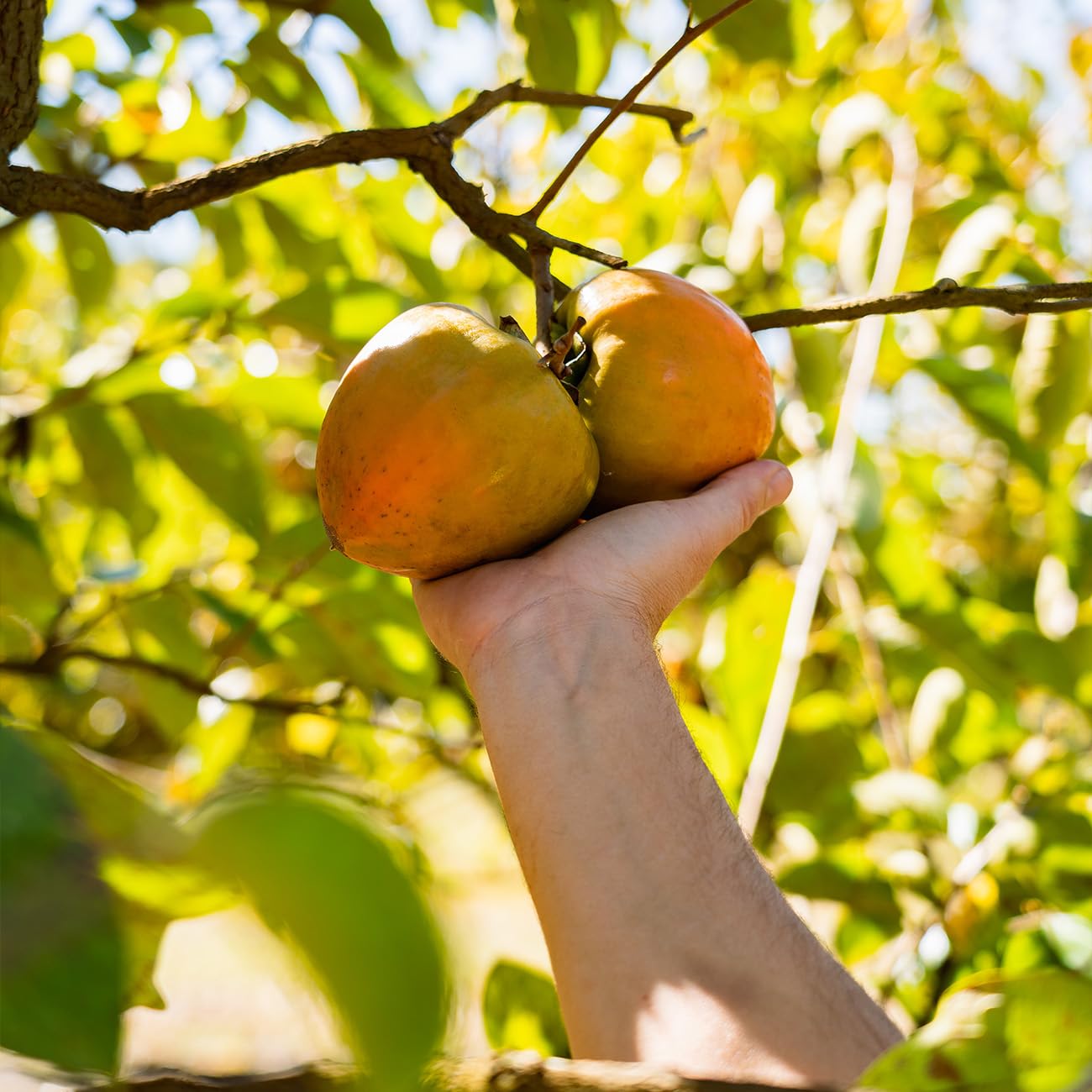 Perfect Plants Tanenashi Persimmon Tree 3 Gallon | Live Fruit Tree for Gardens | Sweet Edible Fruit