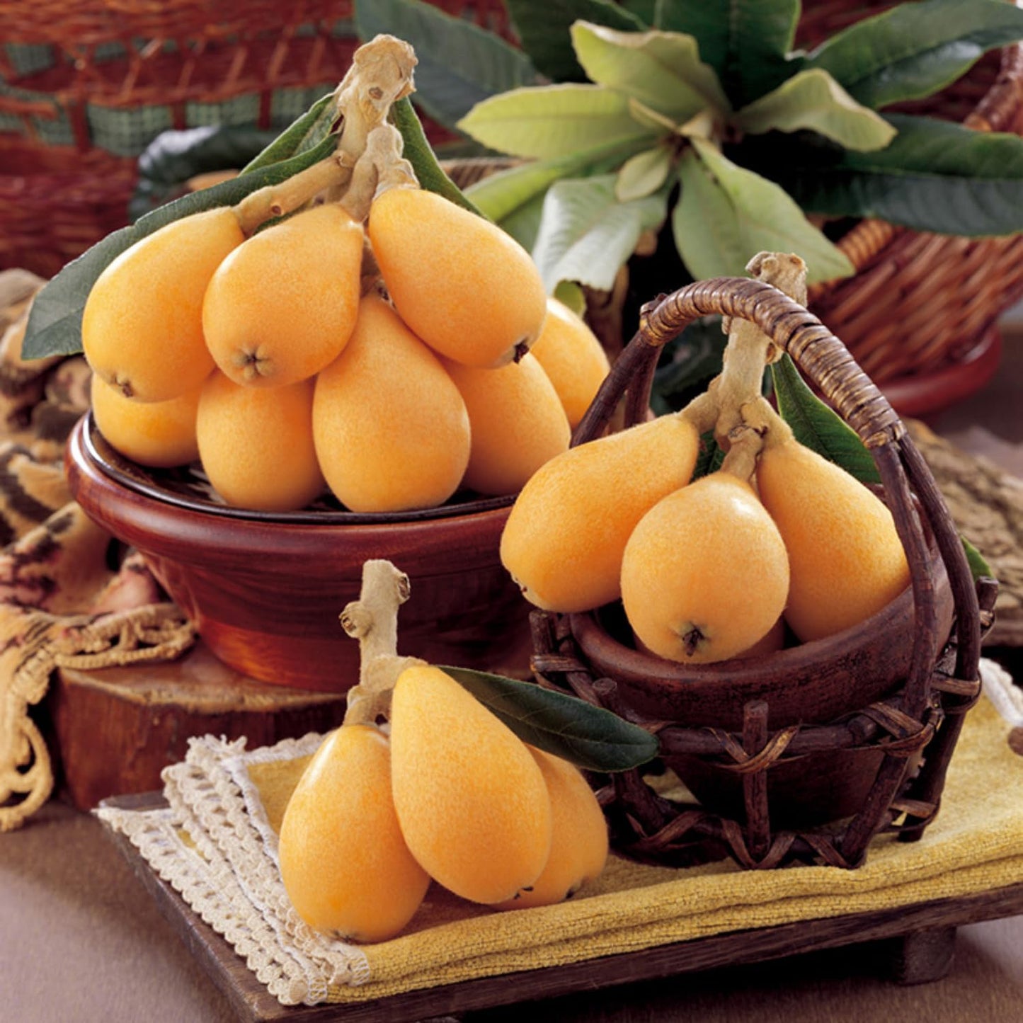 Golden Loquat Tree Live Plant, Grafted Loquat Tree, 10 to 14 Inc, Loquat Plant Live for Growing Outdoor Indoor, Half Gallon Pot