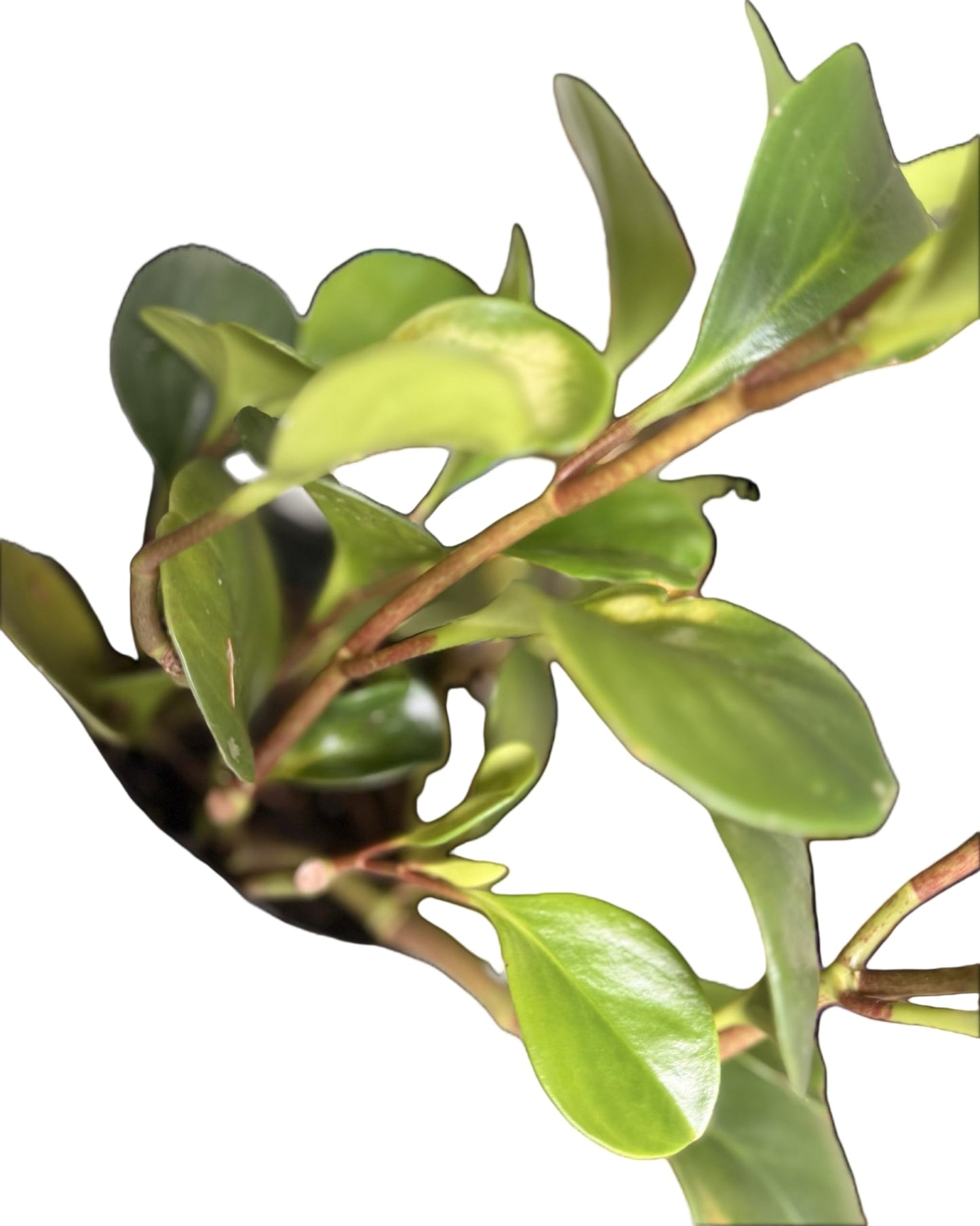 Plant of Money. Peperomia obtusifolia, Live Indoor Plant, 4 inch Pot.