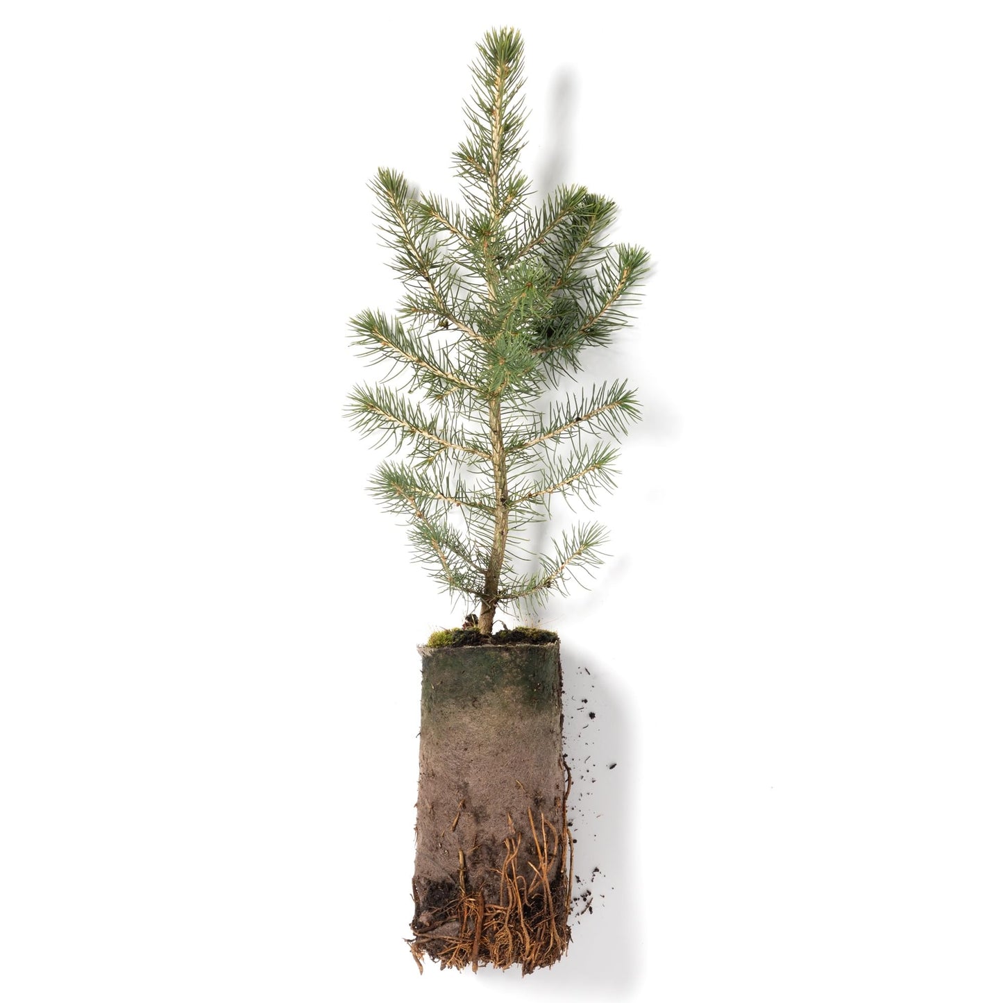 Norway Spruce Jumbo Tree Seedling Plug | 12"-18" | Arbor Day Foundation (1-Pack)