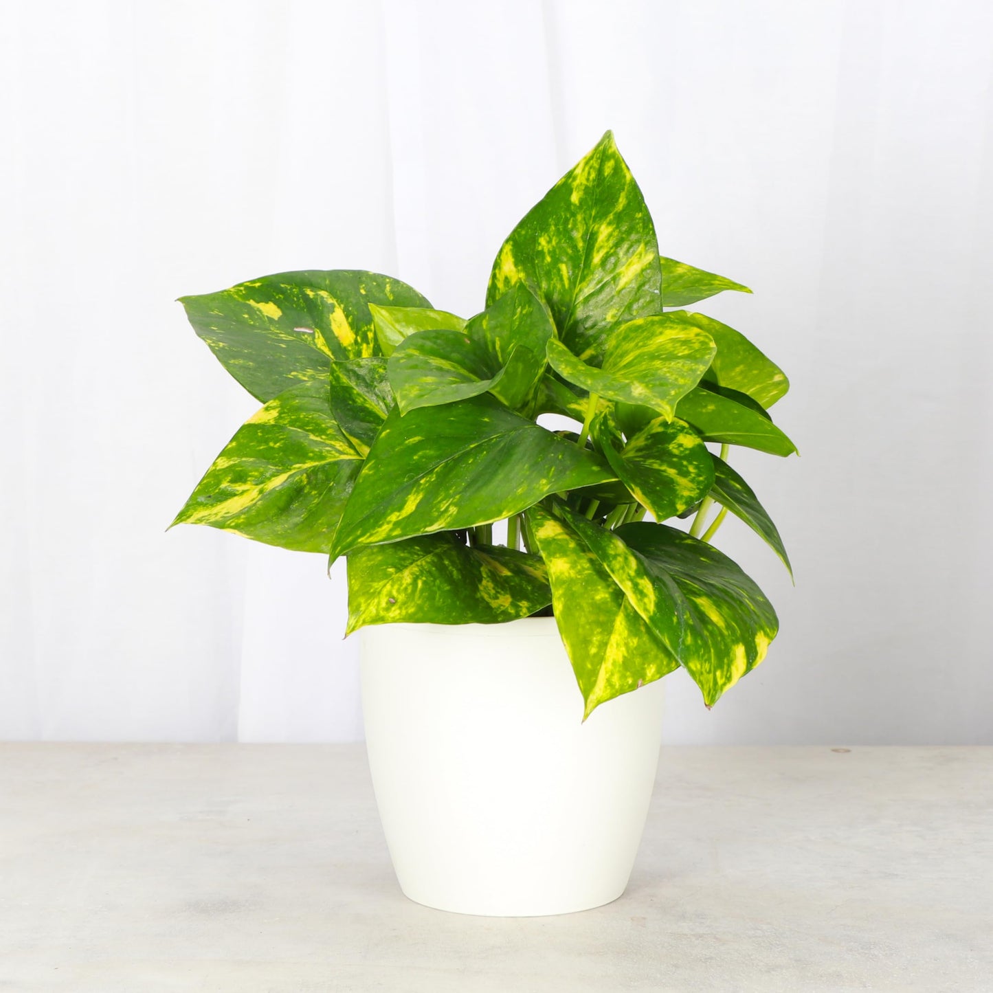Thorsen's Greenhouse Golden Pothos, Live Indoor Vining Plant, Easy to Grow, Variegated Houseplant, Natural Air Purifier (White, 4-inch Pot)