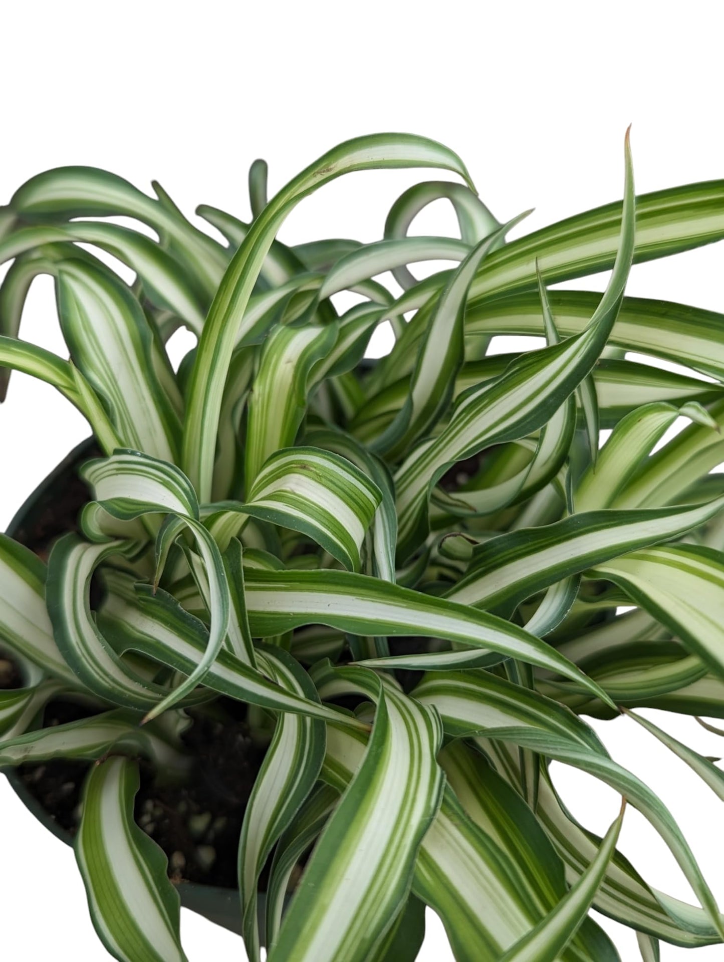 Spider Plant Live Indoor Plants, 4 Inch Pots, Set of 3, Bonnie Curly Variety