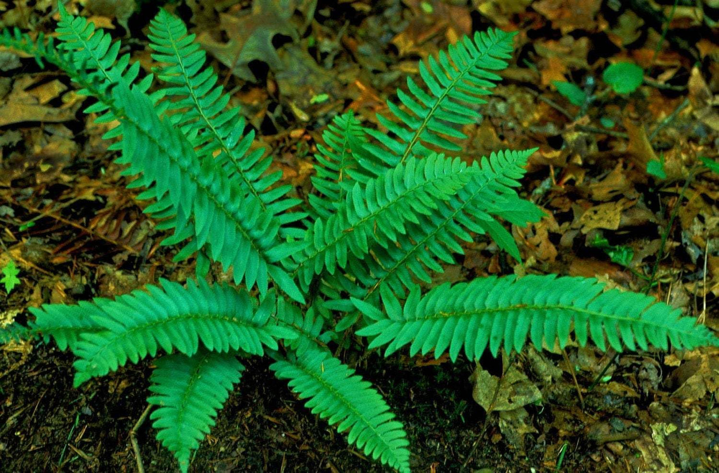 Live Plant - 5 Christmas Fern Rhizomes/Roots, Christmas Dagger - (Polystichum acrostichoides)