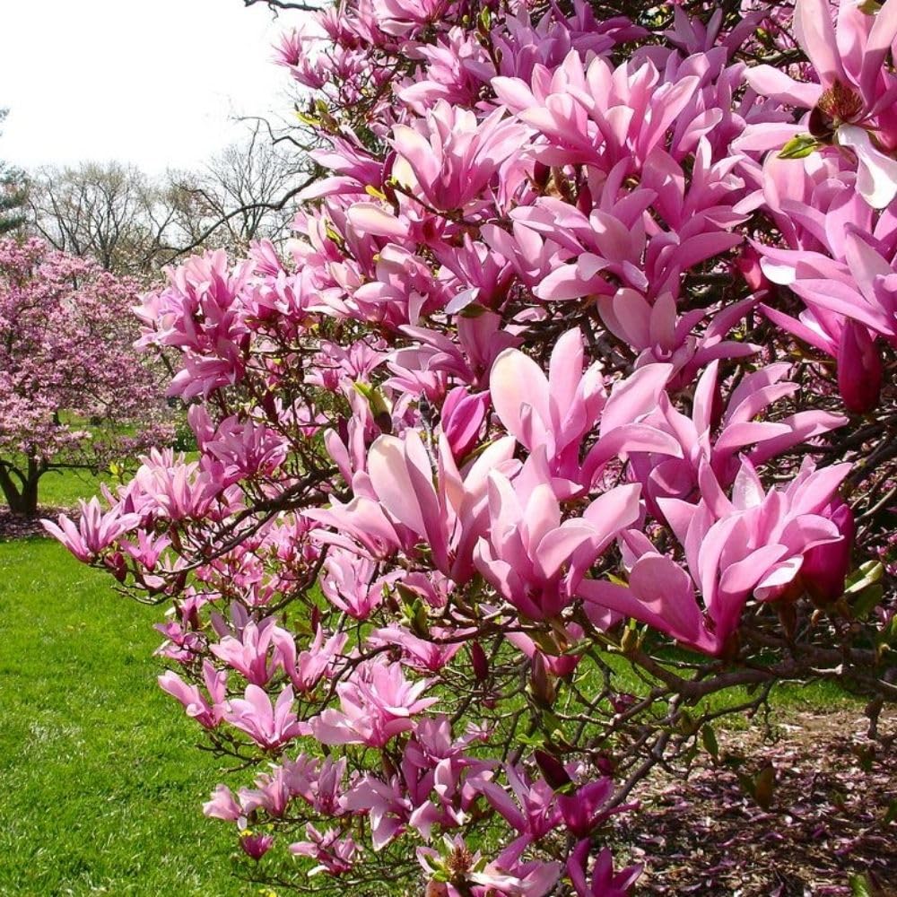 Jane Magnolia Live Tree Plant 2 to 3 Feet Tall, Fragrant Magnolia Flower Tree Live Plant in 3 Gallon Pot for Planting Outdoor, No Ship to CA