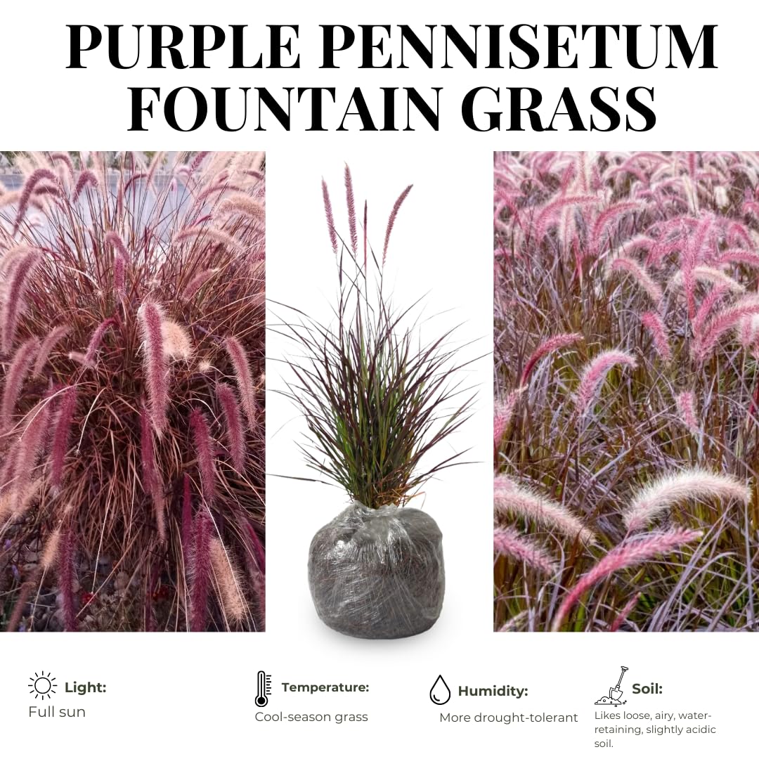 2 Grass Ornamental Grasses Seedlings, Live Grass Perennial Hardy Ornamental Plants, Outdoor Planting, 5-9" Tall (Purple Fountain)