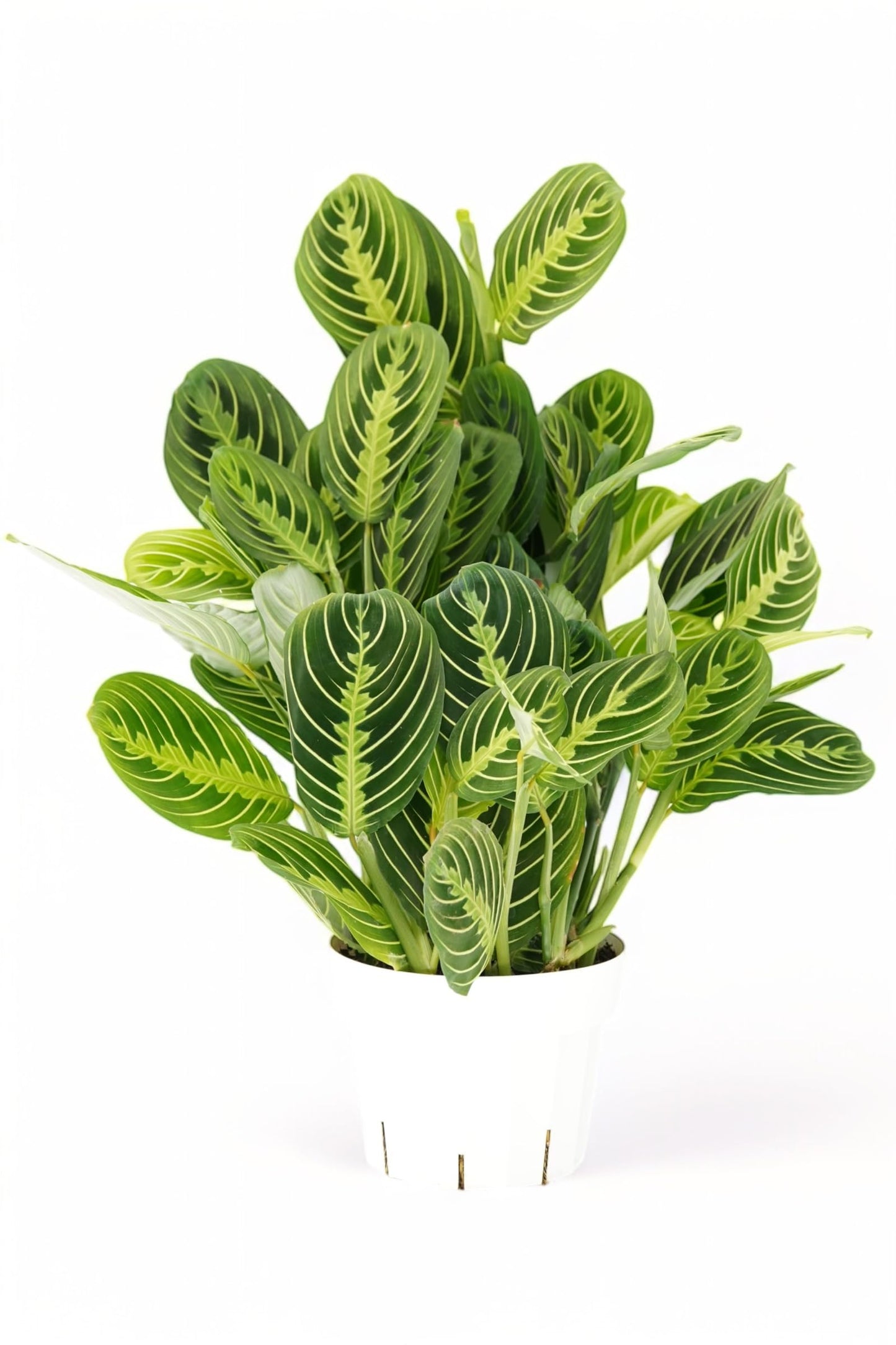 Lemon Lime Maranta Live Plant -Indoor House Plant - Prayer Plant - Low Light Houseplants - Plants Live Houseplants Low Maintenance - 6" Pot