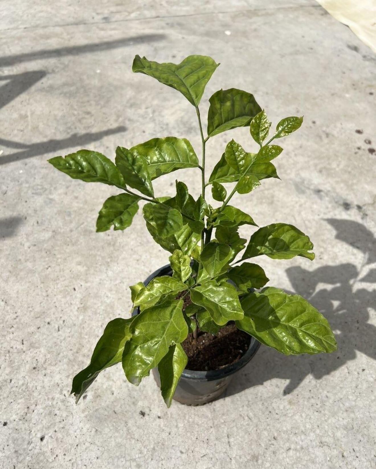 Big Wampi (clausena lansium) Wampee Tropical Live Fruit Tree (2-3ft) Plant