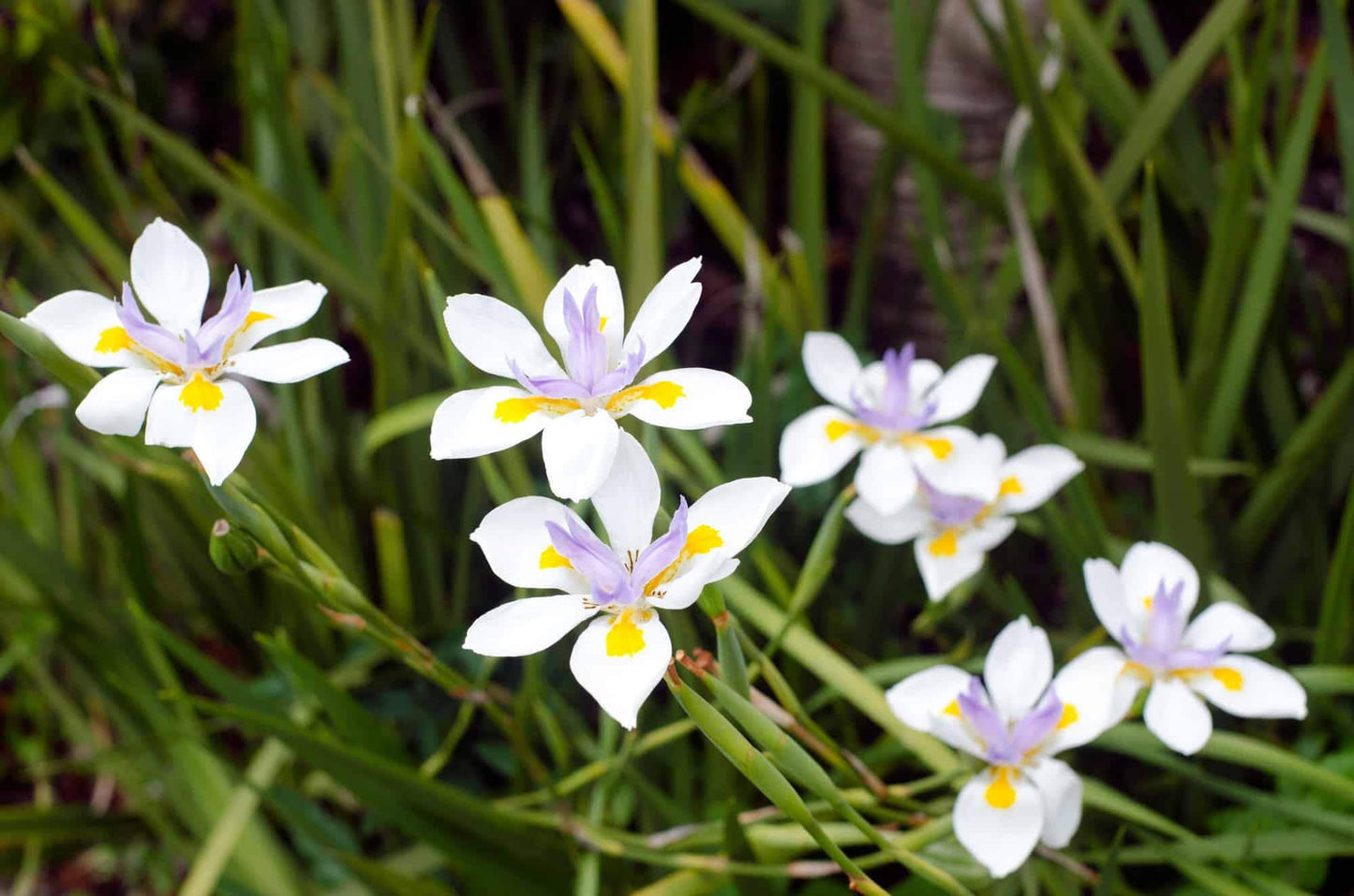 African Iris White - 10 Live Plants - Dietes Iridioides - Drought Tolerant Groundcover Grass