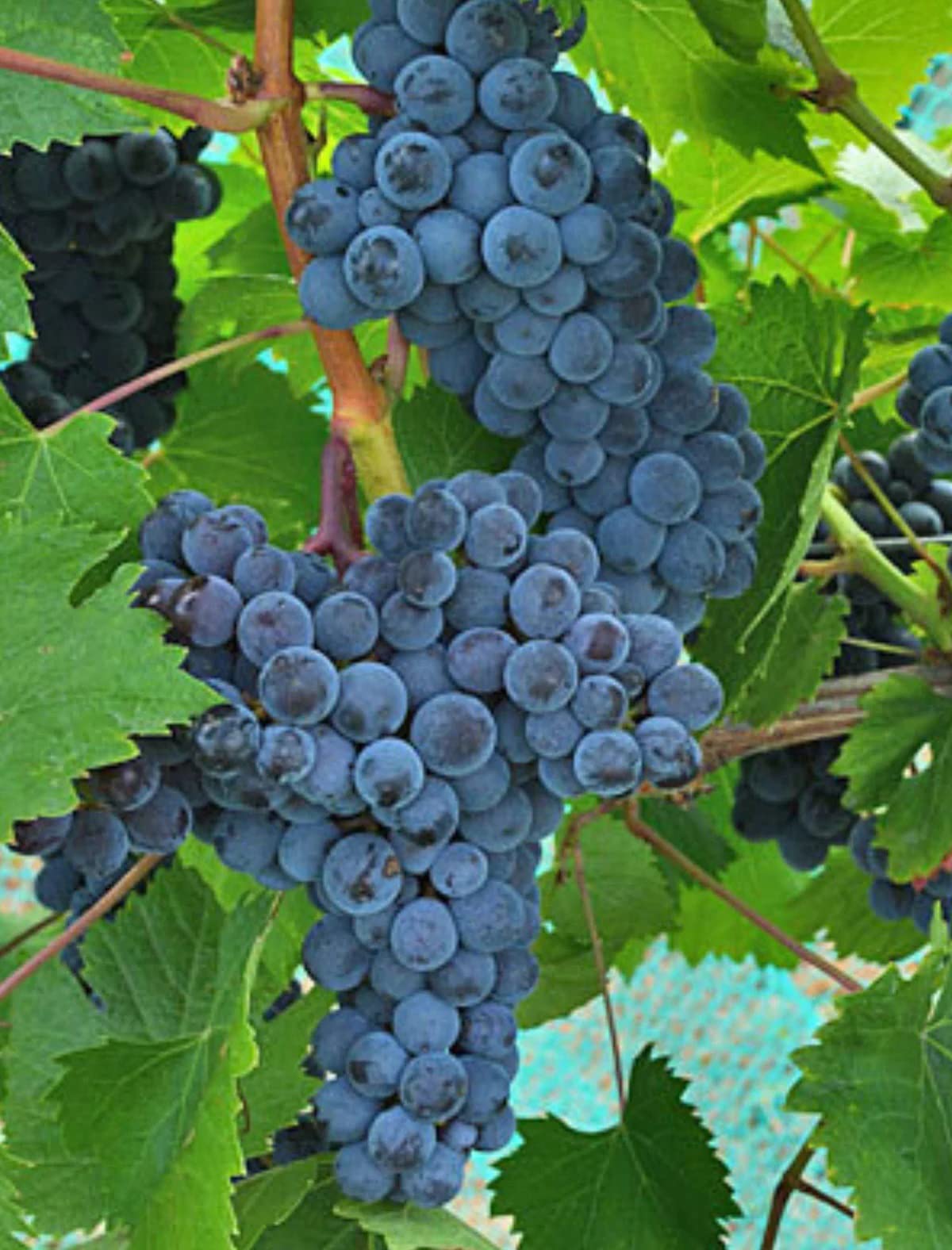 Votaniki Mars Seedless Grape Bare Root - Perennial Grape, Hardy and Long-Lived | Fast-Growing Grape Bare Root for Planting (1 Pack)