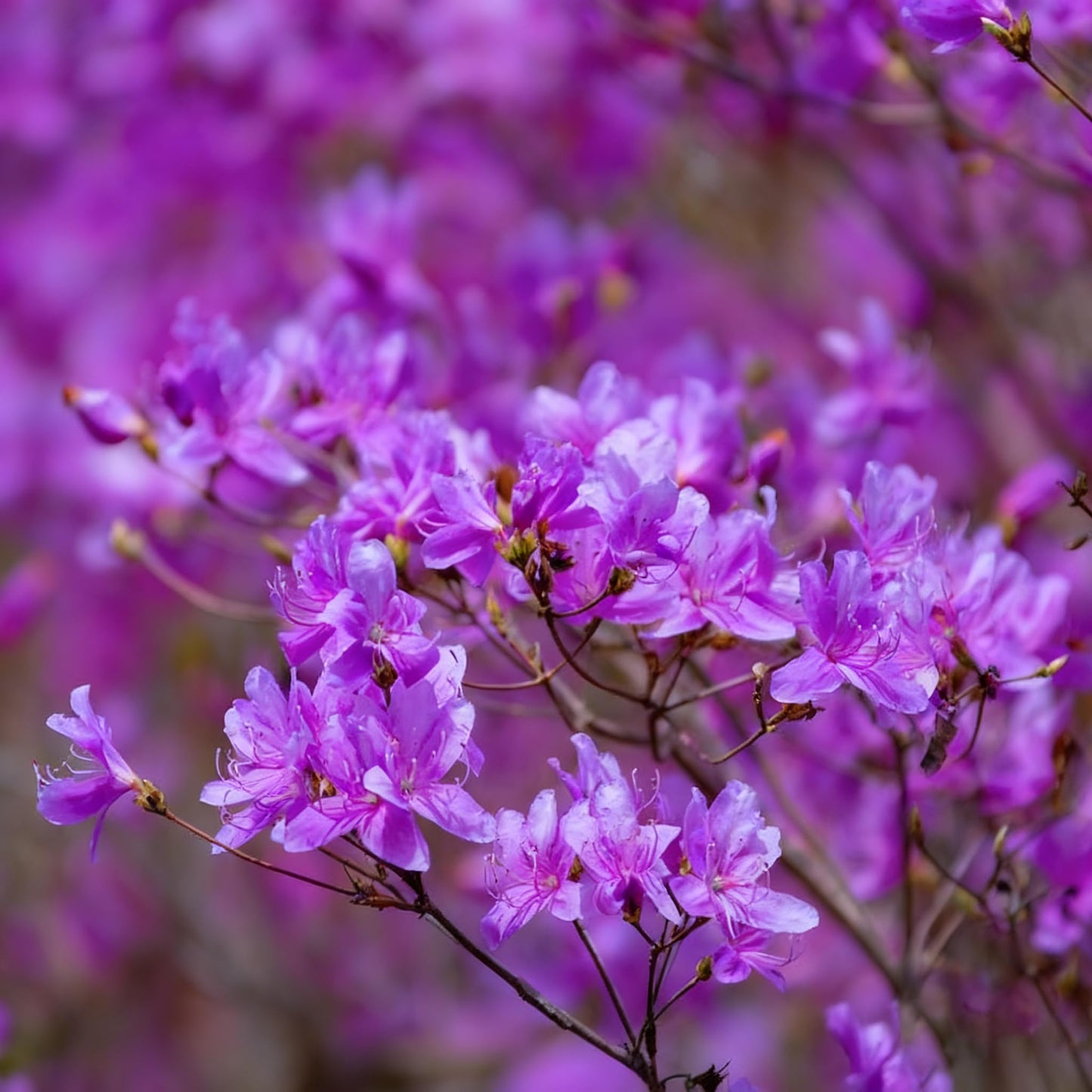 30 Azalea Flower Seeds for Planting, Mixed Color Rhododendron Seed, Perennial Flower Plants, Non-GMO Azalea Flower Seeds for Garden Home Heirloom Plant
