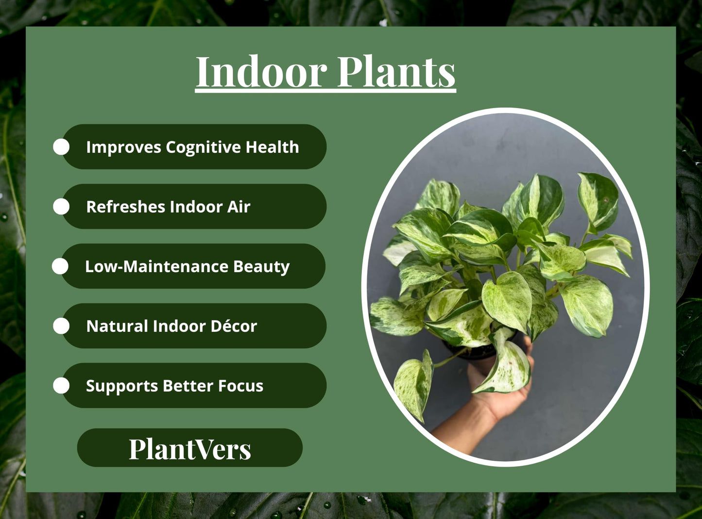 PLANTVERS Manjula Pothos in 4" Decorative Pot – Live Variegated Pothos Plant – Easy Care Indoor Houseplant – Air Purifying Low Maintenance Plant for Home or Office Décor