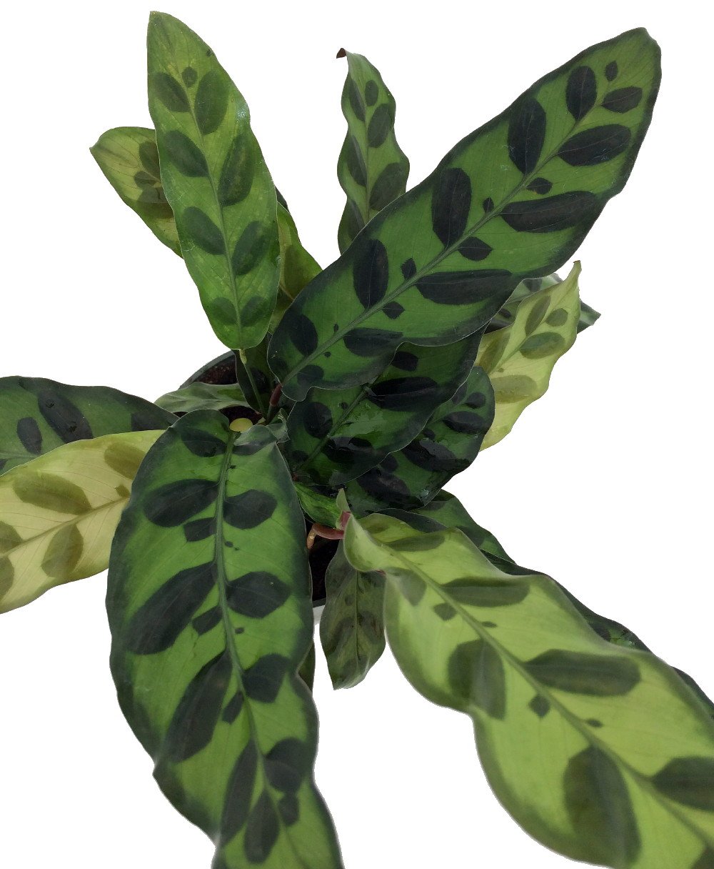 Rattlesnake Plant - Calathea lancifolia - Easy House Plant - 2.5" Pot