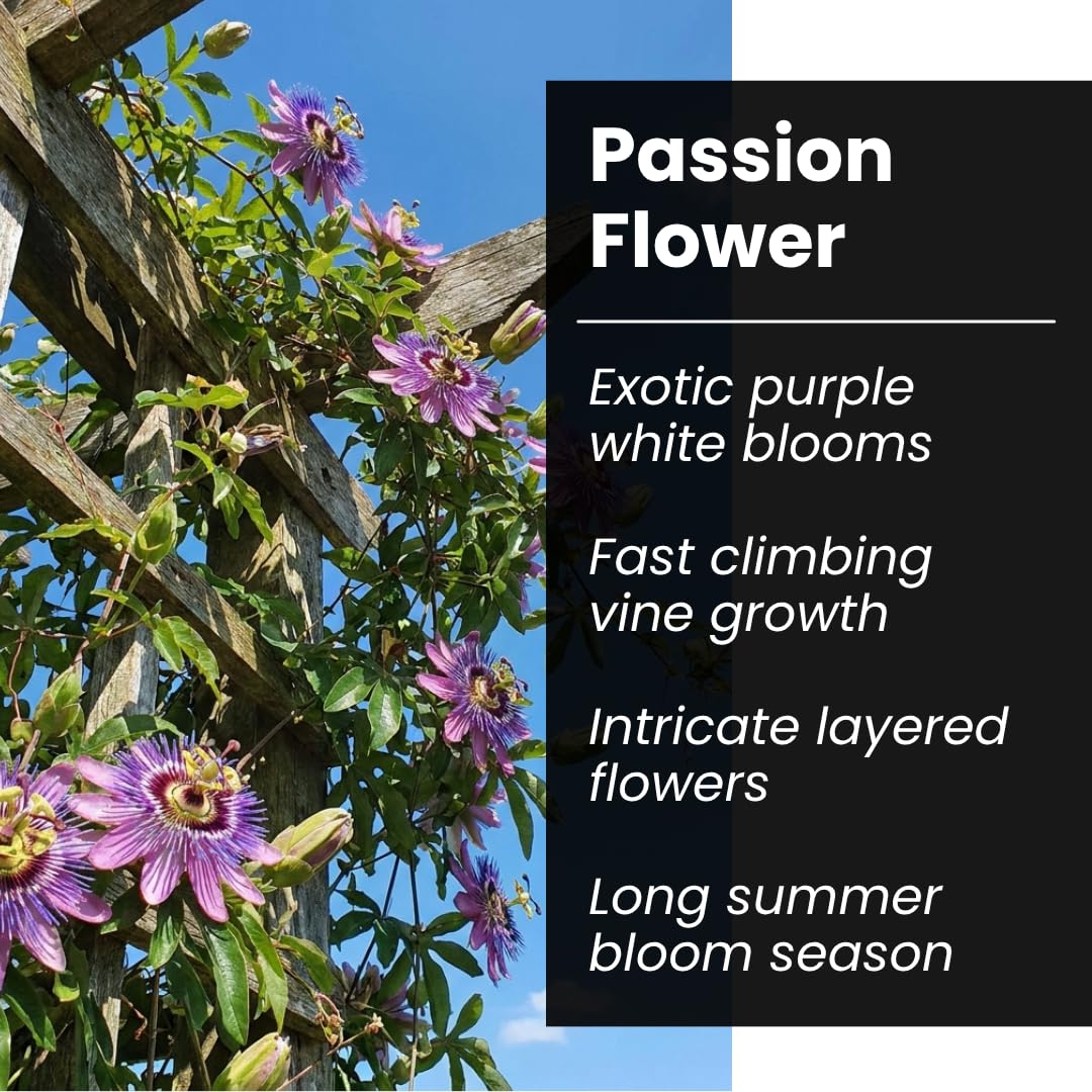Passion Flower Seeds 50+ Pack Grow Exotic Passion Vine Climbing Flowers for Trellis Fence or Containers Bonsai Option Fast Growing Ornamental Garden Plant