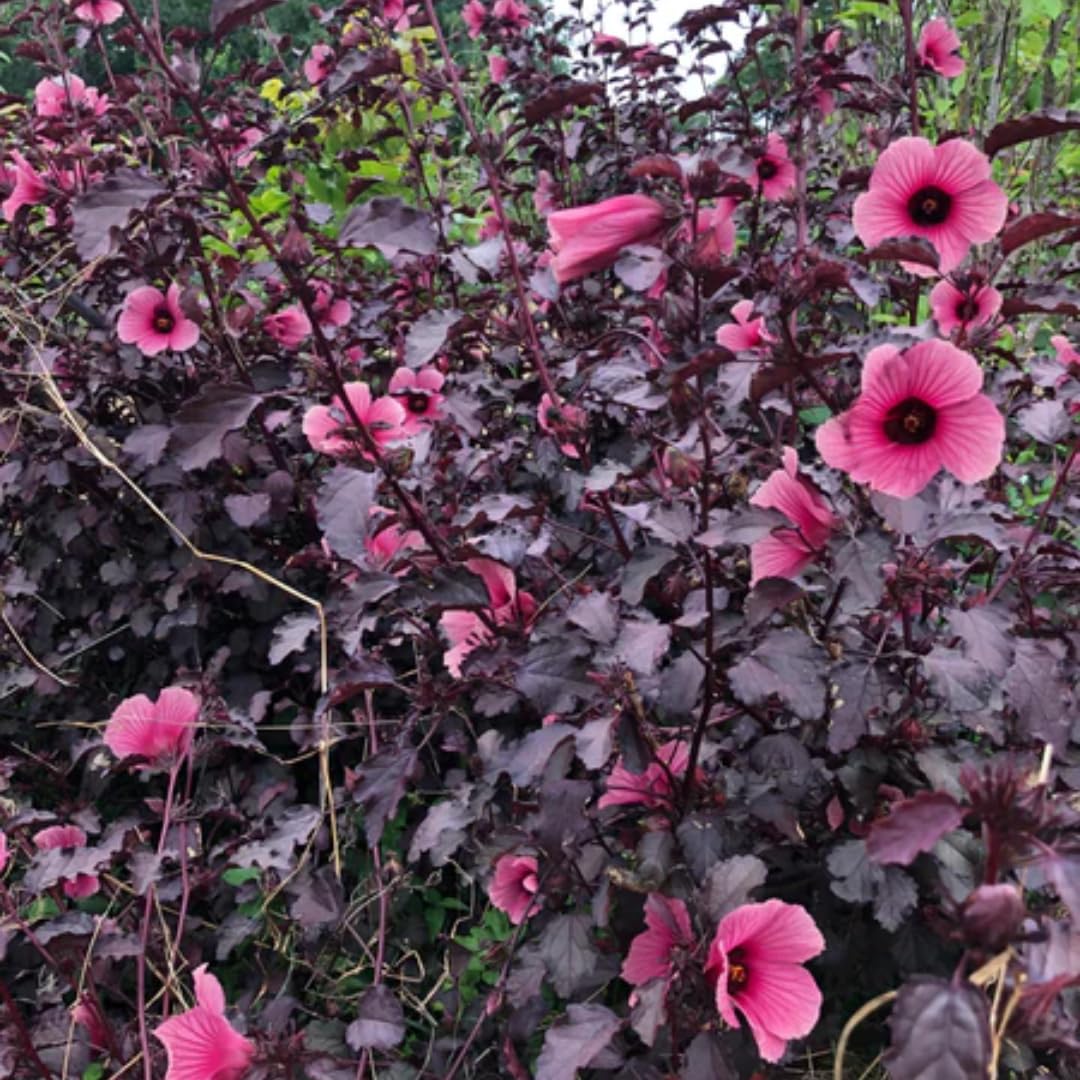 2 Cranberry Hibiscus Live Plants, 4–6 Inch Tall, Ornamental Flowering Plants for Garden, Patio, and Container Growing