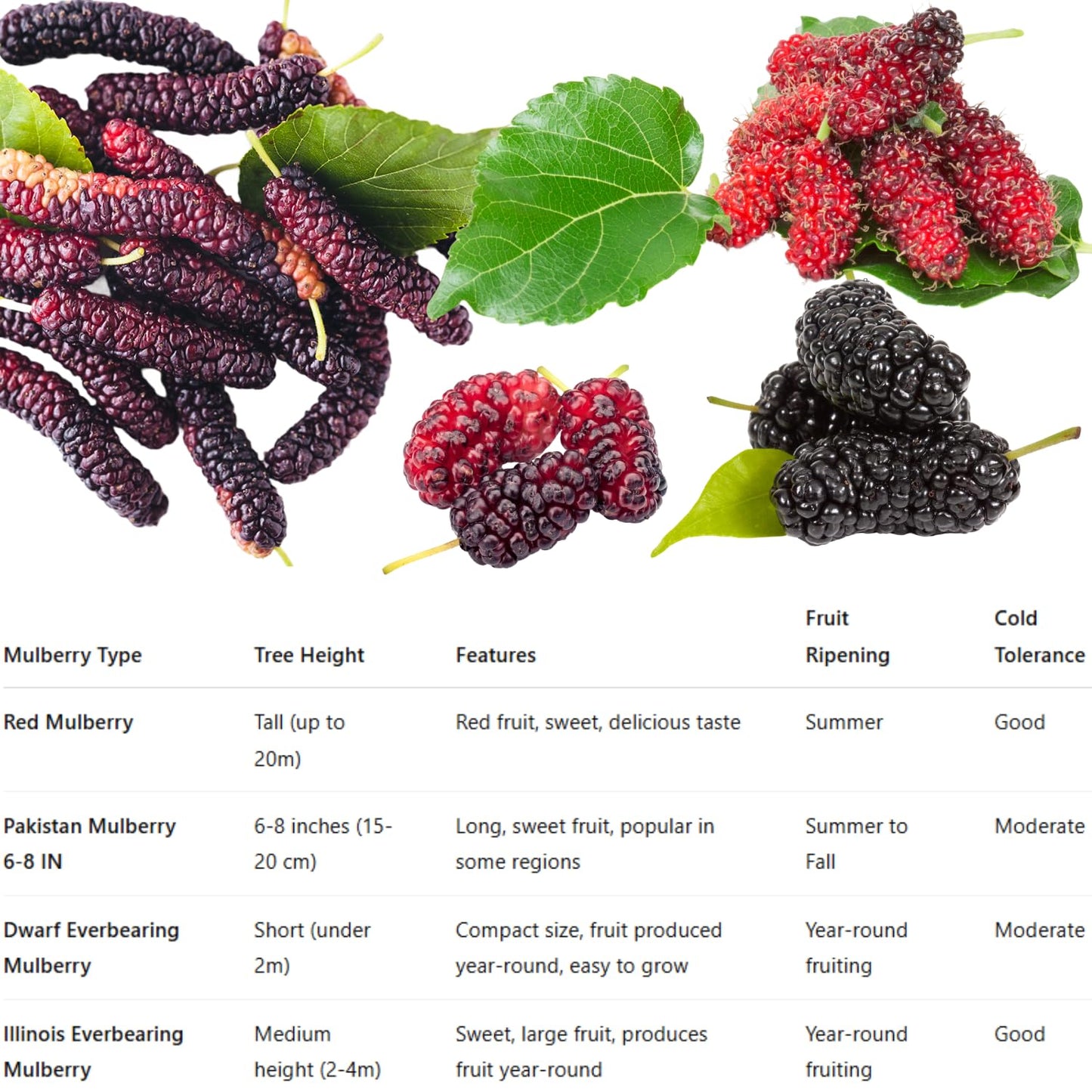 Dwarf Everbearing Mulberry Trees 6-8 Inches Tall Starter Plants - Edible Mulberries Fruit to Grow Outdoor - Sweet Mulberry Plants Live for Planting