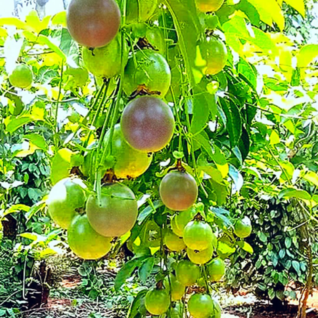 Passion Fruit Tree Live Plant, Passionfruit Vine Plant, 5 to 7 Inc in Height, Passionfruit Plant Live Planting (Purple)