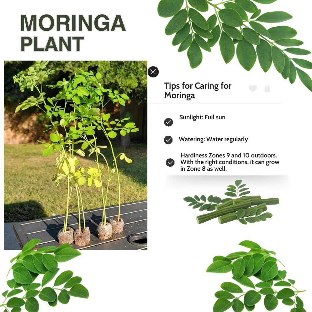 1 Moringa Tree Live Plant, Malunggay Plants Live, Drumstick Tree, Horseradish Herb Moringa Plants, 4 Inc Pot Size