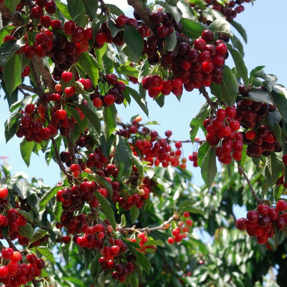 Brighter Blooms - Stella Cherry Tree, 3-4 ft. - No Shipping to AZ, CA, CO, ID, OR, WA