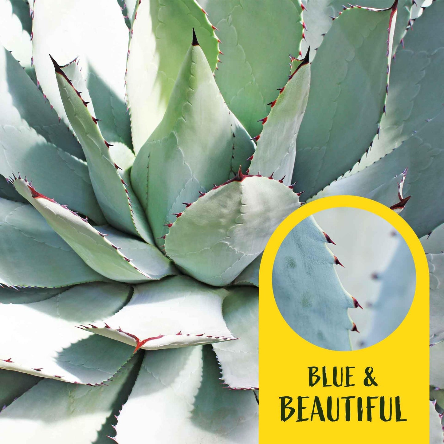 2 Artichoke Agave Succulents (Agave parryi VAR. truncata) | Live Evergreen Plant with Blue-Gray Rosette Form | Drought-Tolerant & Cold-Hardy for Landscaping, Rock Gardens & Containers in 3.5" Cubes