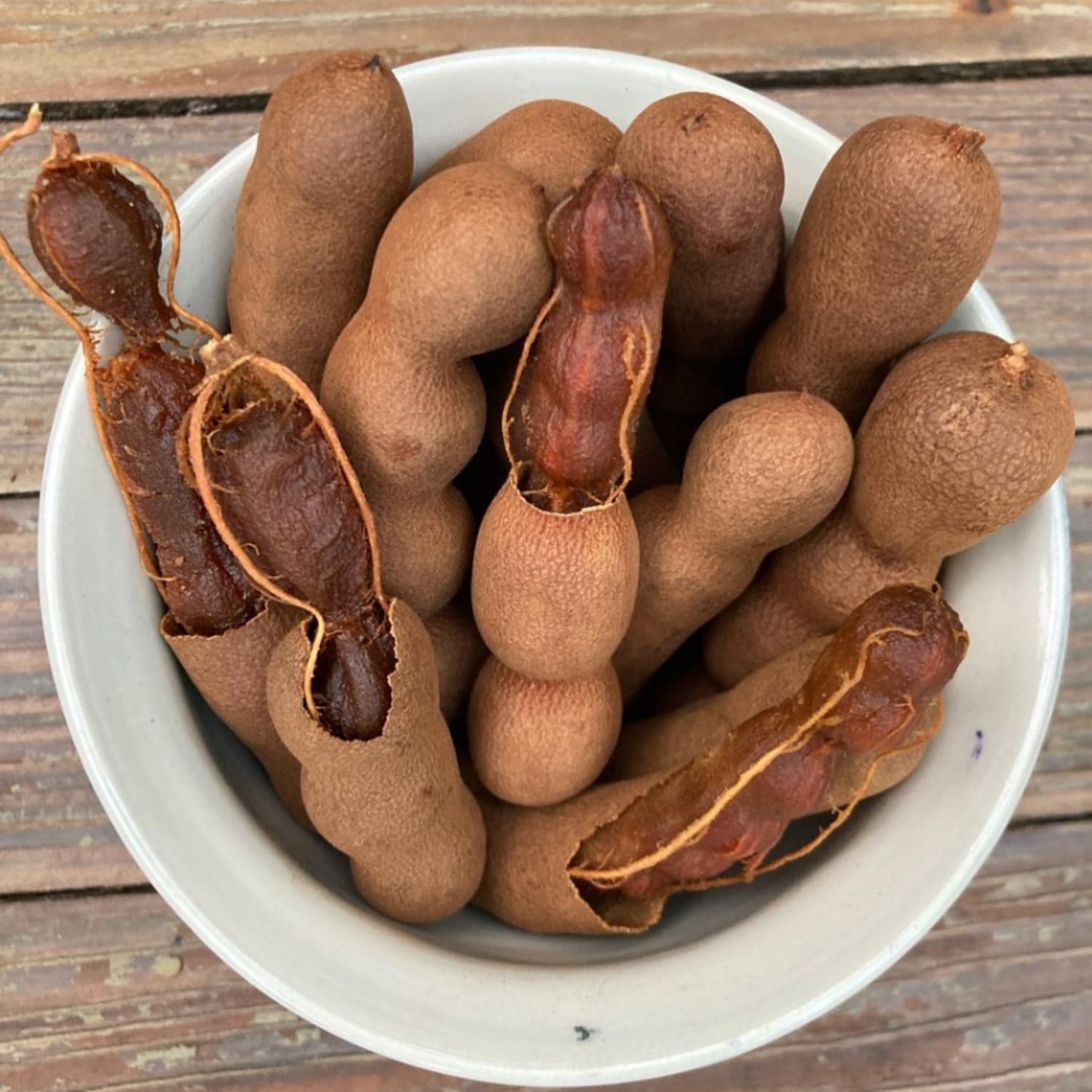 Tamarind Tree Live Plant, Edible Fruit Tree, 4 Inches Pot, Tamarind Plant Outdoor Garden