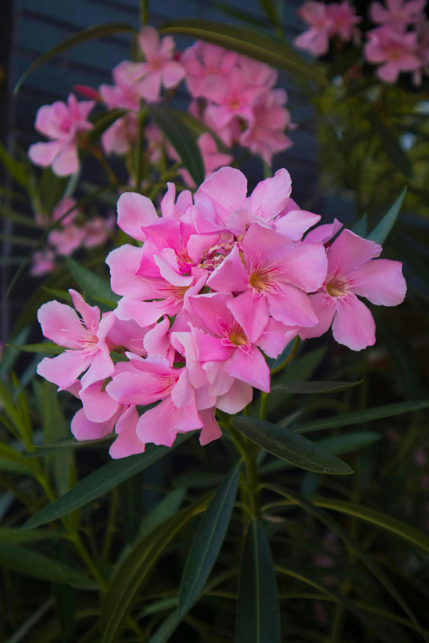 Pink Oleander Plants Pack of 3 - Live Nerium Oleander Plants for Sale 6-8" Tall, Evergreen Flowering Shrub, Container & Ground Friendly, Drought Tolerant, Year-Round Blooms