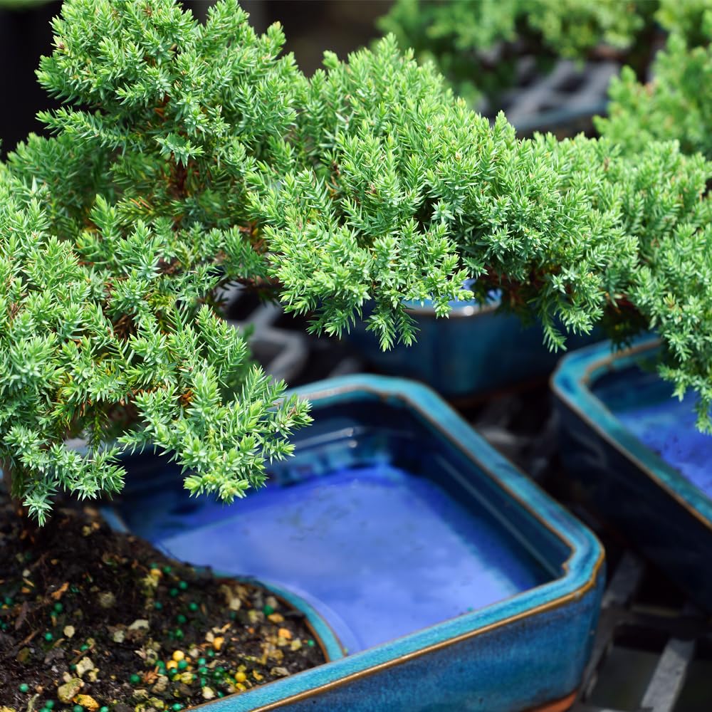 Brussel's Bonsai - Live Green Mound Juniper Bonsai Tree with Water Bonsai Pot, Outdoor Bonsai Tree Live Plant, 5 Years Old, 6-10 Inches Tall, Easy Care Bonsai for Patio Garden (Medium)
