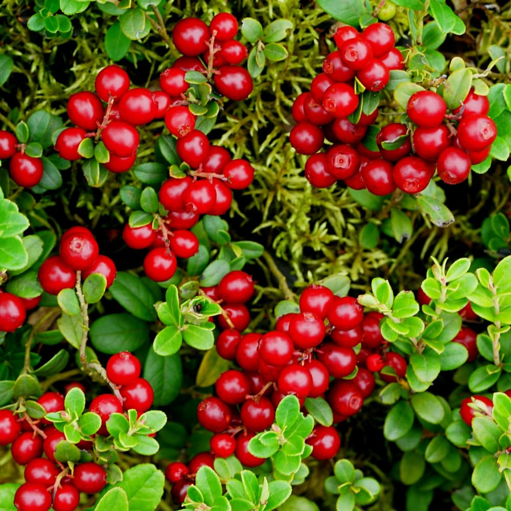 Red Lingonberry Plant, Live Red Lingonberry Starter Plant, Live Lingonberry Bush Plants, 4 to 6 Inch Tall
