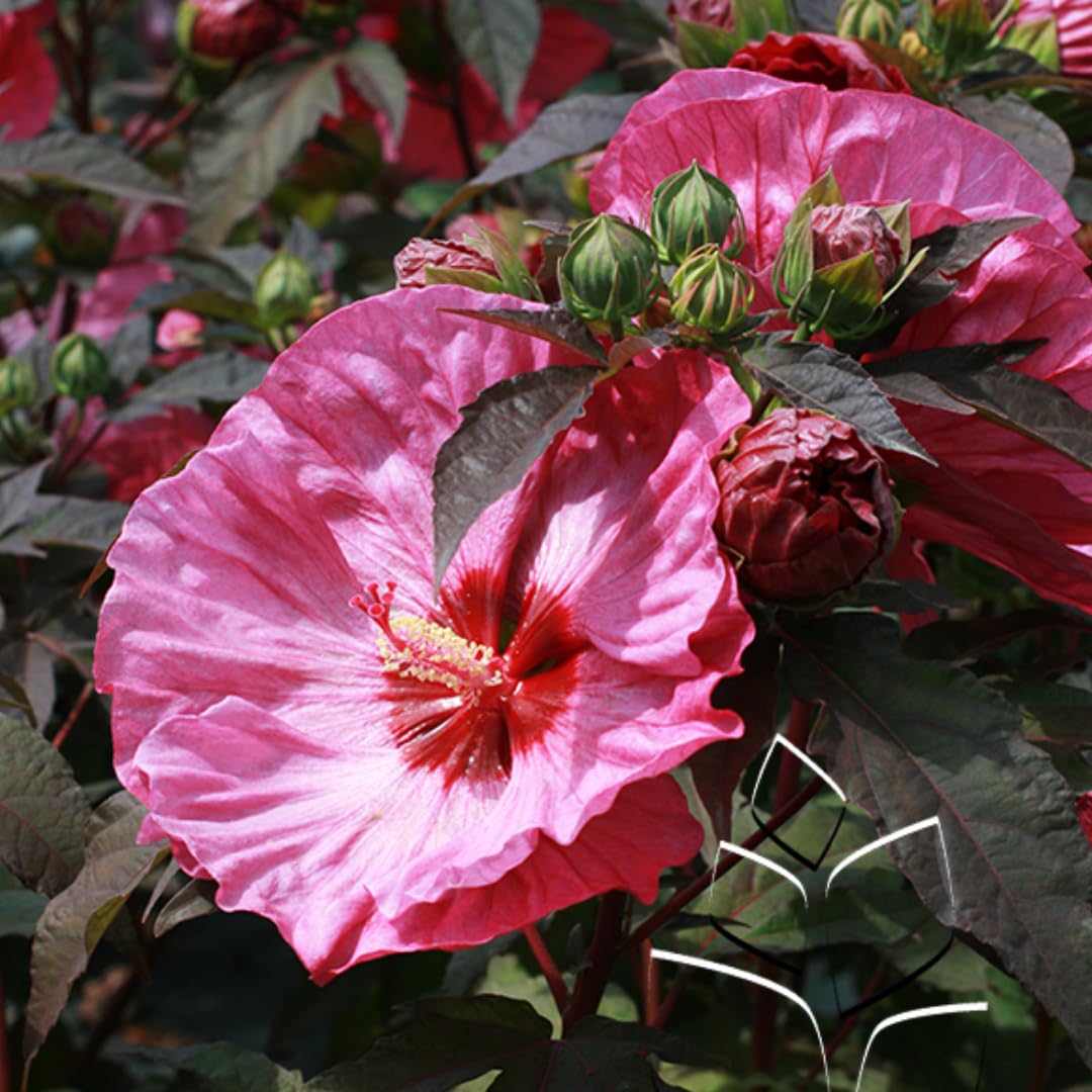 Cranberry Hibiscus Plant Live, Cold Hardy, Size 4-6" in Tall, Dormant in Winter, Spring Blooms, Hibiscus Trees Perennial Flower, No Pot
