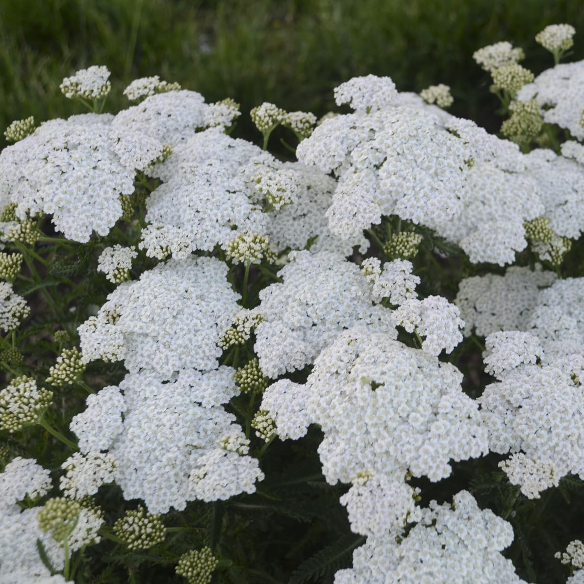 Live Plant from Green Promise Farms - Proven Winners, Achillea x 'Firefly Diamond' Yarrow, White Flowers - #1 Gallon Size Container