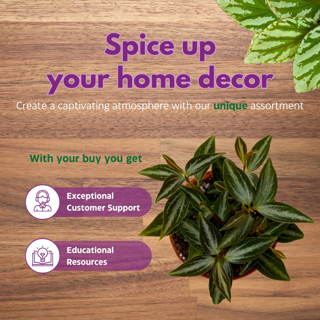 BubbleBlooms Peperomia Assortment Set of 3 in 2 inch pots
