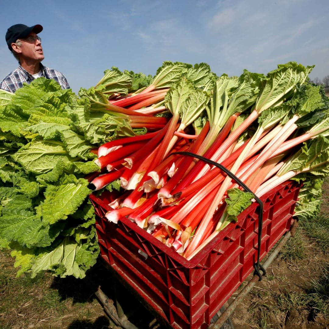 5 Rhubarb Roots for Planting, Crown Rhubarb Rhizomes Perennial Vegetable Plants, Cold Hardy Garden for Outdoor Growing