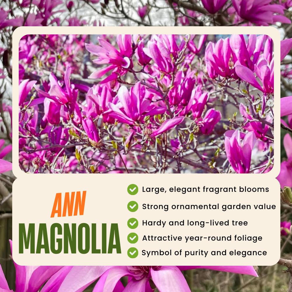 Ann Magnolia Plant Live, 6-12 Inch Tall, Magnolia Tree in 2.5” Pot, Flowering Ornamental Tree
