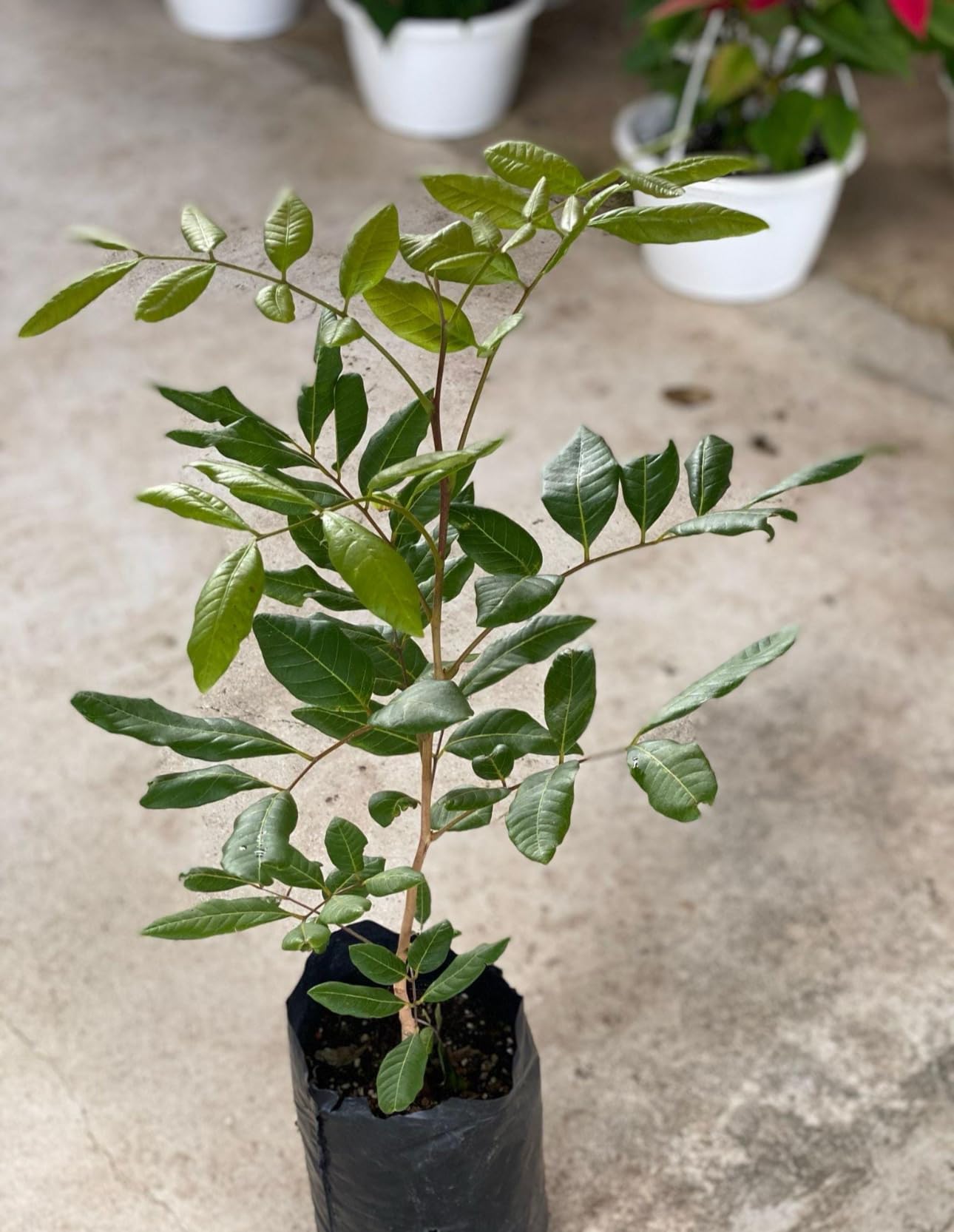 Longan (Dimocarpus Longan) Dragon Eye Tropical Live Fruit Tree(12ich-18inch) Arbol frutal