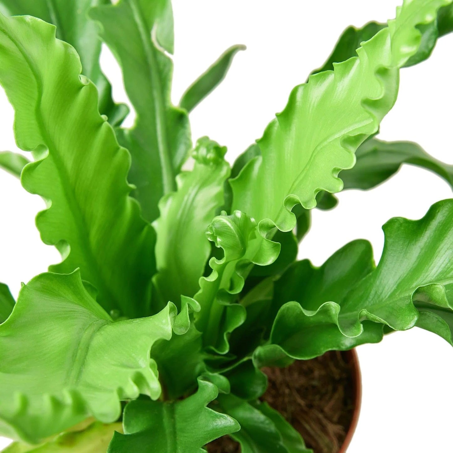 Bird’s Nest 'Victoria' Fern Size: | Live Plant for Indoor & Outdoor | for Living Room, Office, Bathroom | (4" Pot)