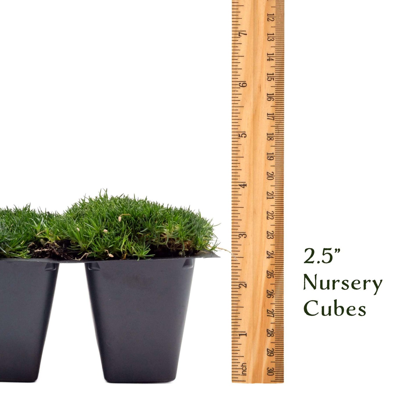 3 Irish Moss – Soft Evergreen Mossy Groundcover with White Spring Flowers for Rock Gardens & Pathways (Sagina subulata) in 2.5″ Cubes, Live Plants