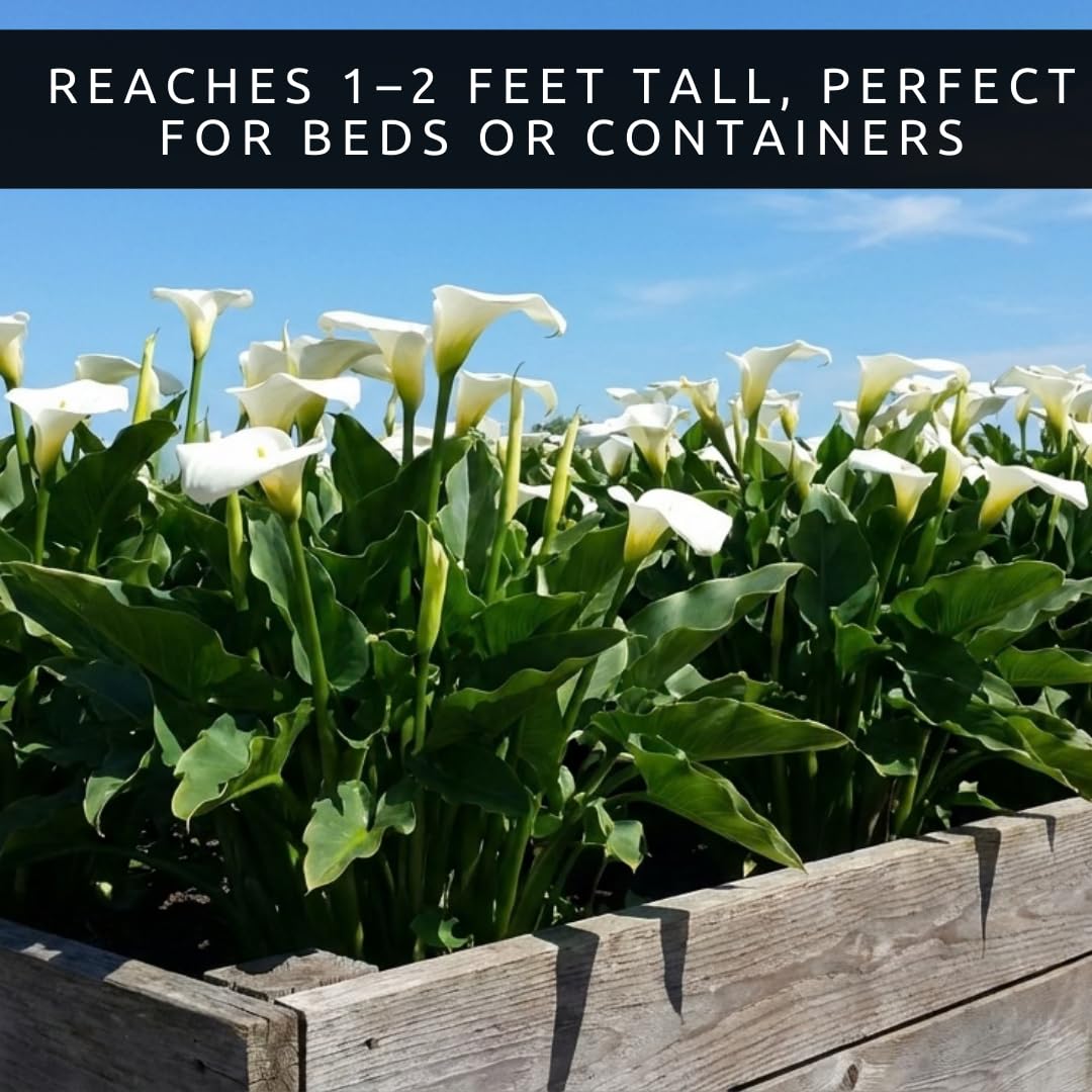 3 White Calla Lily Bulbs for Planting – Large, Healthy Bulbs for Beautiful Garden Flowers, Easy-to-Grow Perennials for Outdoor Beds, Containers, and Elegant Home Landscaping