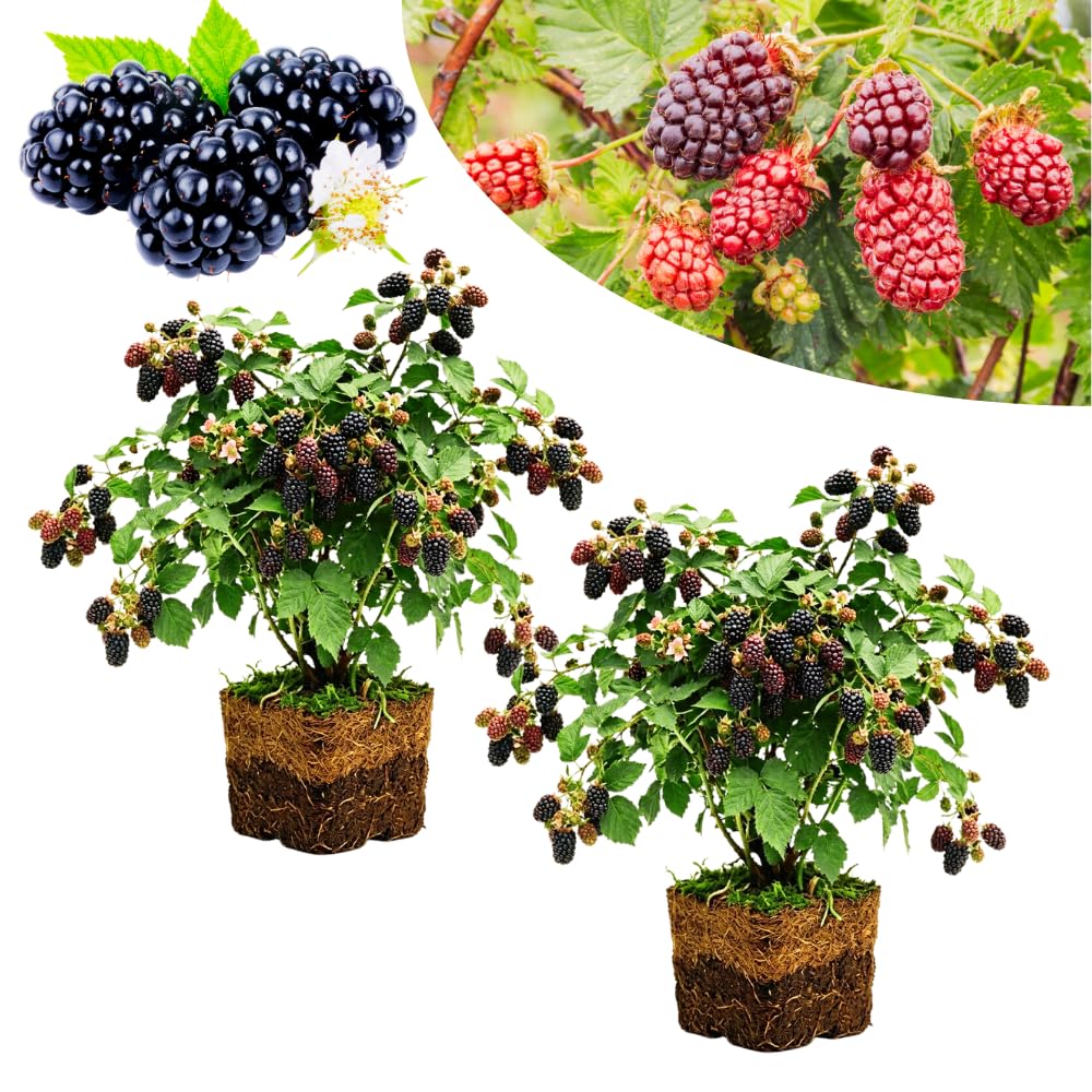 Pack 2 Thornless Boysenberry Plant, Boysenberry Plants Live for Planting, Fruit Tree Seedlings 4-6 Inches Tall, Fast Growing and Sweet Berries for Edible Garden