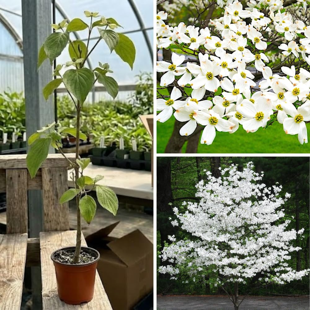 White Dogwood Tree Live Plant for Planting, 8-14" Tall, in Quart Pot, White Dogwood Live Plant Dogwood Bush, Dogwood Plant Live to Grow Outdoors