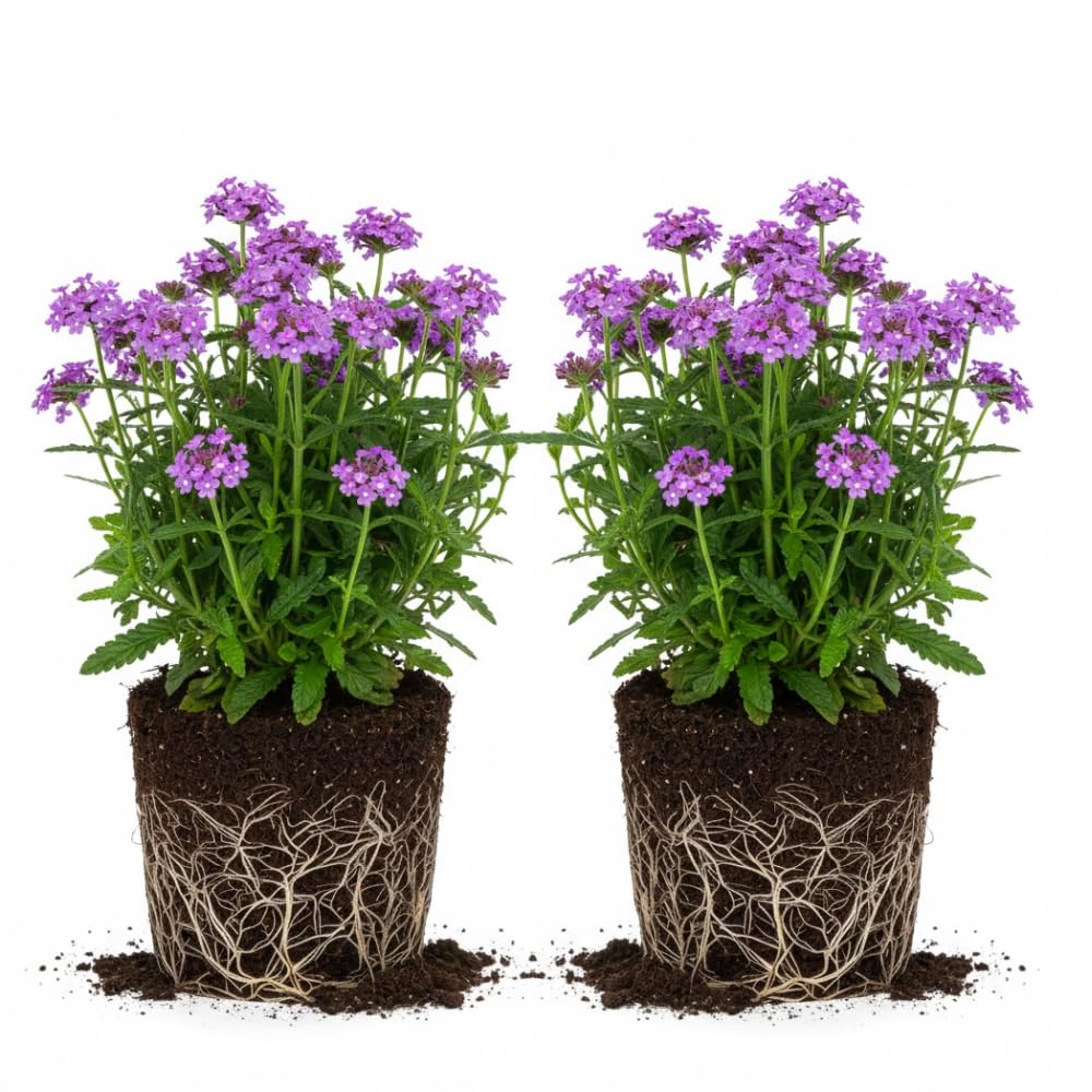 2 Purple Verbena Plants Live for Planting, Colorful Blooming Flower Plant, Verbena Live Plants, 5 to 7 Inc Tall