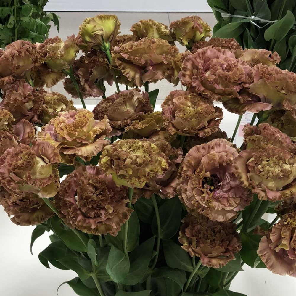 Combo 3 Eustoma Lisianthus Live Plants, Well-Rooted Starter Plug Size, Thornless Love Rose Plant Zones 8 to 10, Cold Hardy, 3 to 4 Inches in Tall, No Pot, Brown Pink to Burgundy