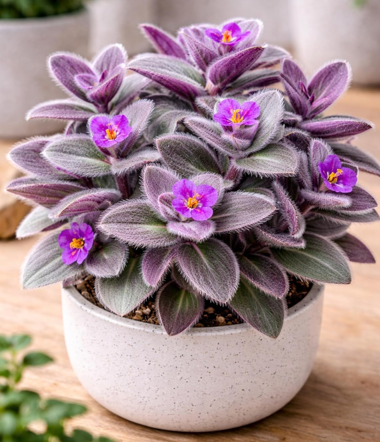 4 Pale Puma Wandering Jew Cuttings to Grow - Tradescantia pallida