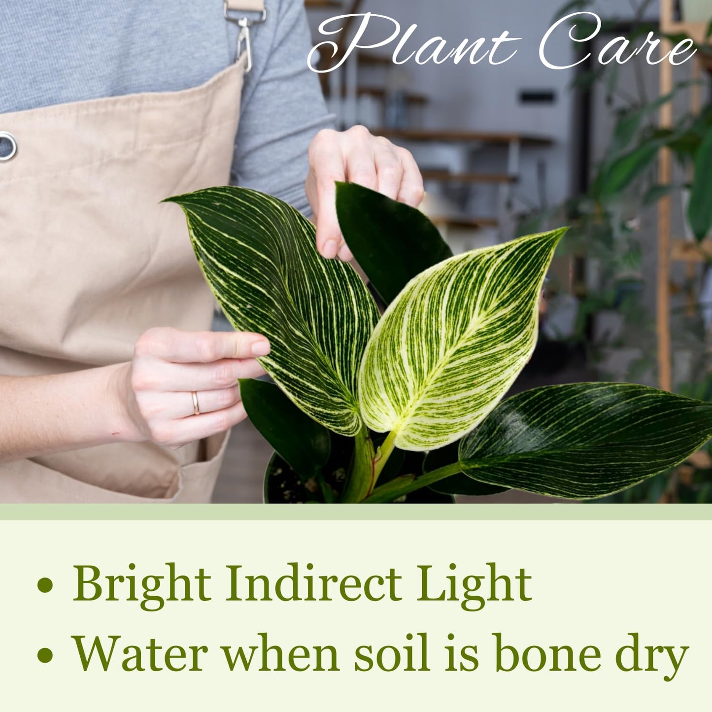Philodendron Birkin Live Plant in 4" Pot - Philodendron Plant Live Easy to Care and Grow - Indoor Air Purifying Houseplants for Home Office Wedding Decor & Birthday Gift (Heat Pack Included)