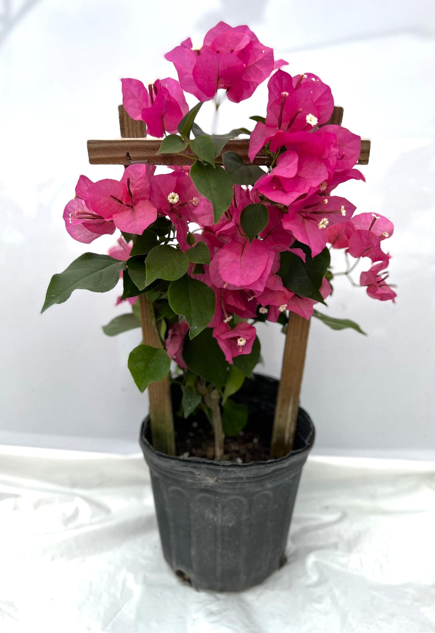 16" Tall Pink Bougainvillea Live Well Established Plant in 6" Pot with Wood Trellis Bright Colors Flowering Vine Indoor/Outdoor Perennial/Annual Tropical