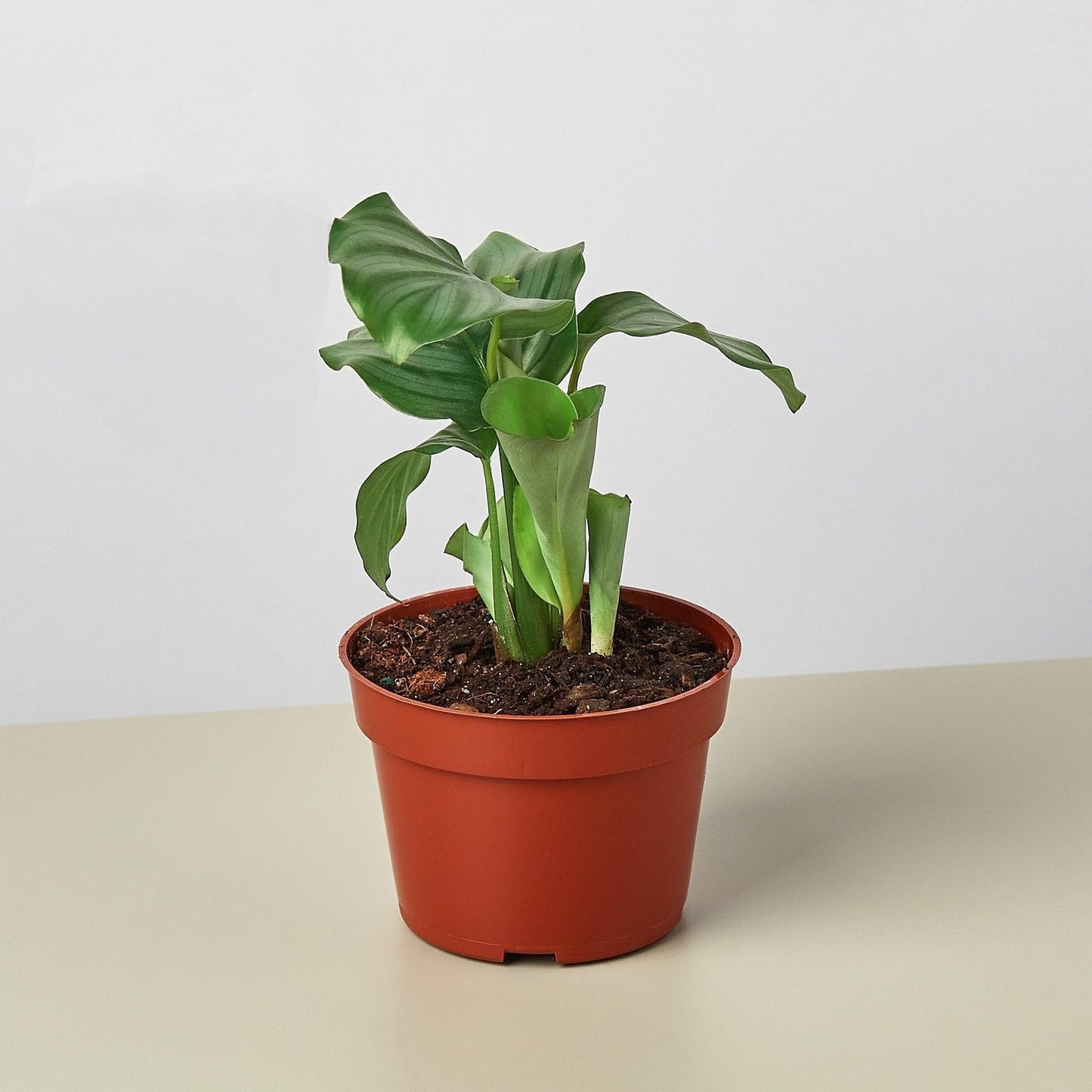 Calathea 'Orbifolia' | Live Plant for Indoor & Outdoor | for Living Room, Office, Bathroom | (4" Pot)