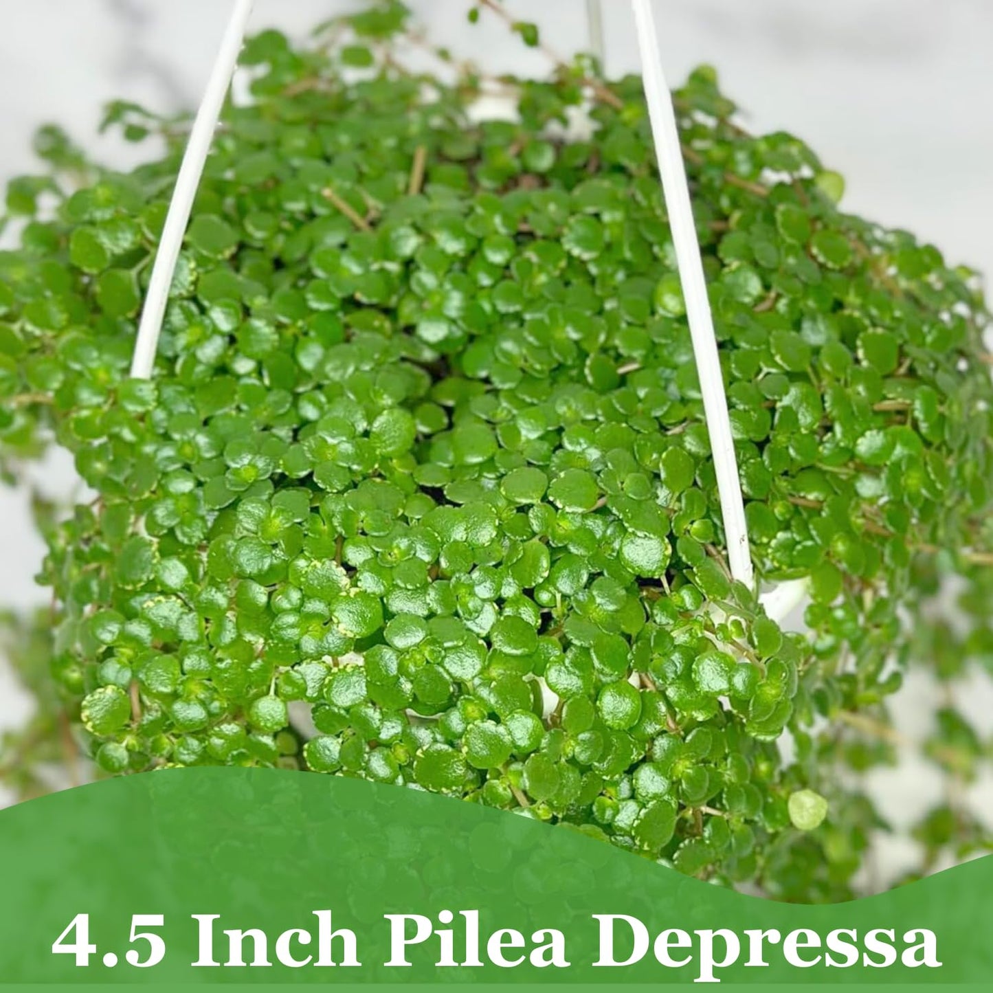Pilea Depressa Live Plant with Hanging Basket - 4.5Inch Pilea Plant - Trailing Hanging Plants - Baby Tears Fully Rooted House Plants for Home Office Decorations & Birthday Gift(Heat Pack Included)