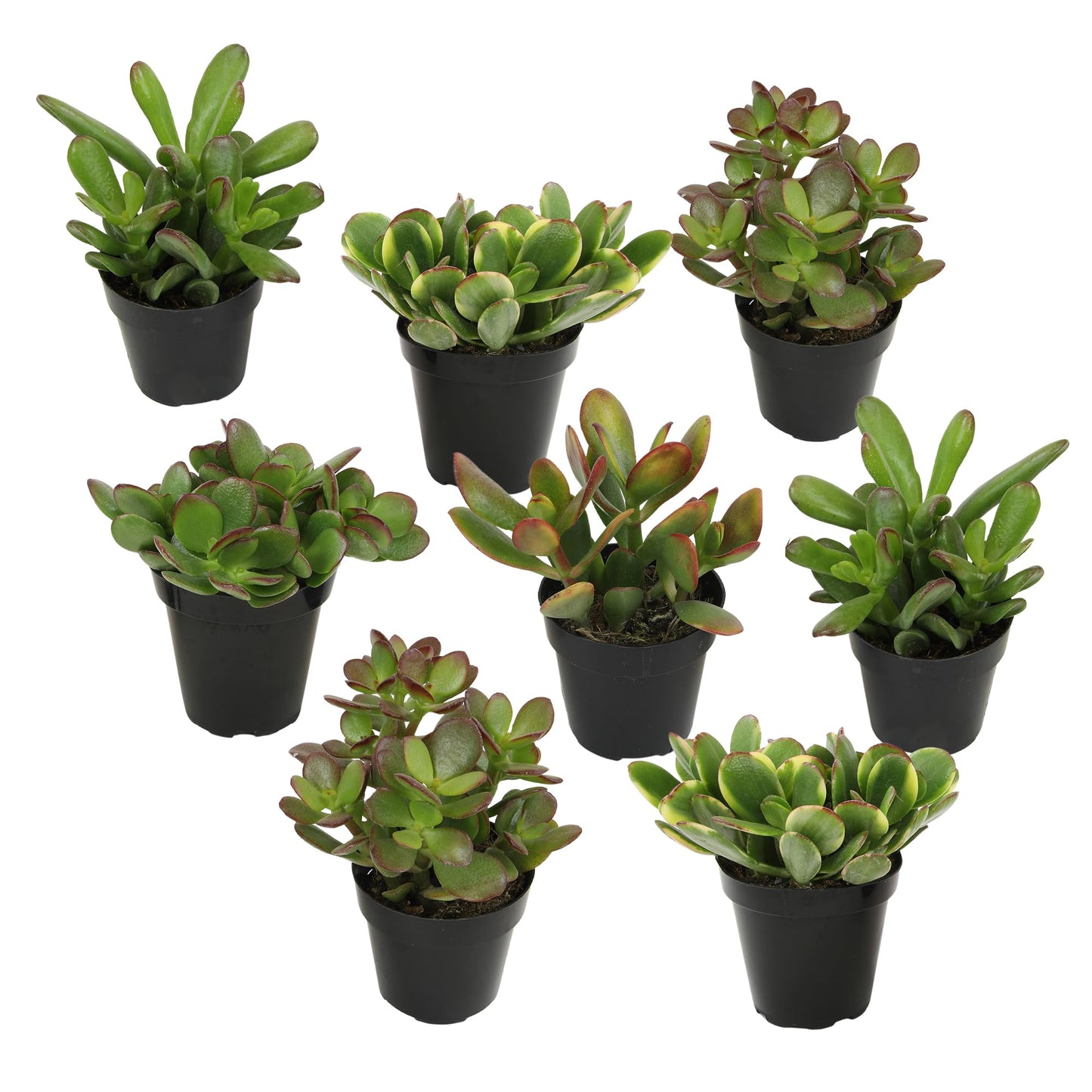 Altman Plants Live Jade Plant Collection (8PK), Classic Jade Plants in 2.5" Pots, Mini Succulents, Sunset Jade, Live Succulents, Crassula Ovata, Variegated Live Plants & House Plants in Succulent Soil