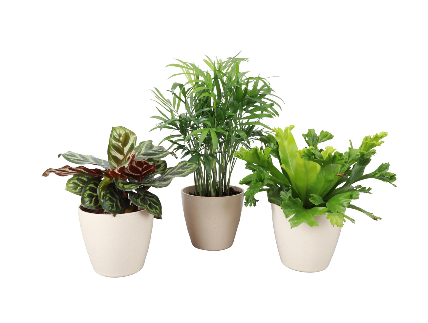 Thorsen's Greenhouse Live Pet Friendly Indoor Houseplants, Live Plants, Safe for Pets, 4" Diameter Pot, 3-Pack (Natural)