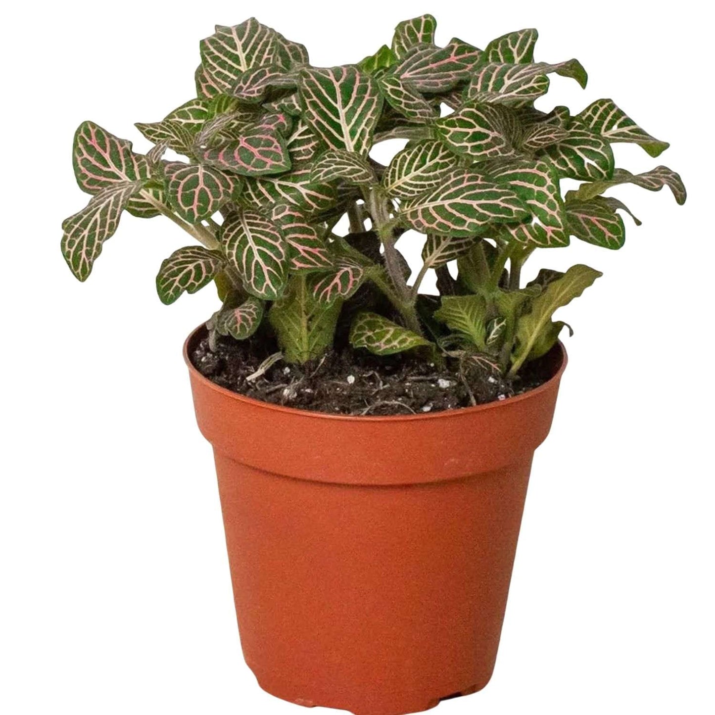 Fitonia Pink Live Plant for Indoor | Different Houseplants in 4'' & 6'' Pot | Real House Plant for Living Room, Office, Desk & Bathroom | [Common Plant Names]