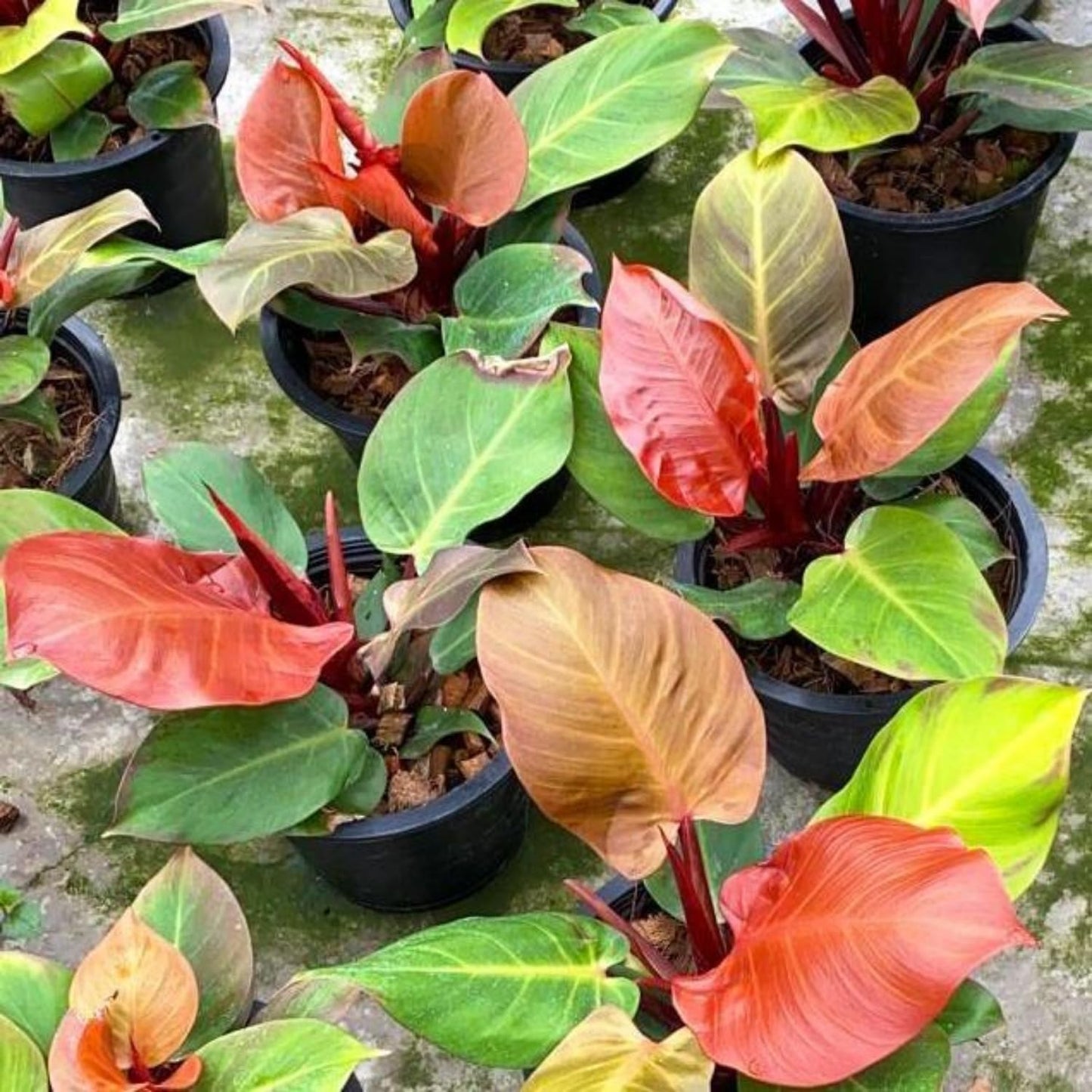 Philodendron Plant in 4 Inch Pot, Tropical Indoor Houseplant, Easy Care Foliage Plant for Home, Office, or Patio (Orange Philodendron)